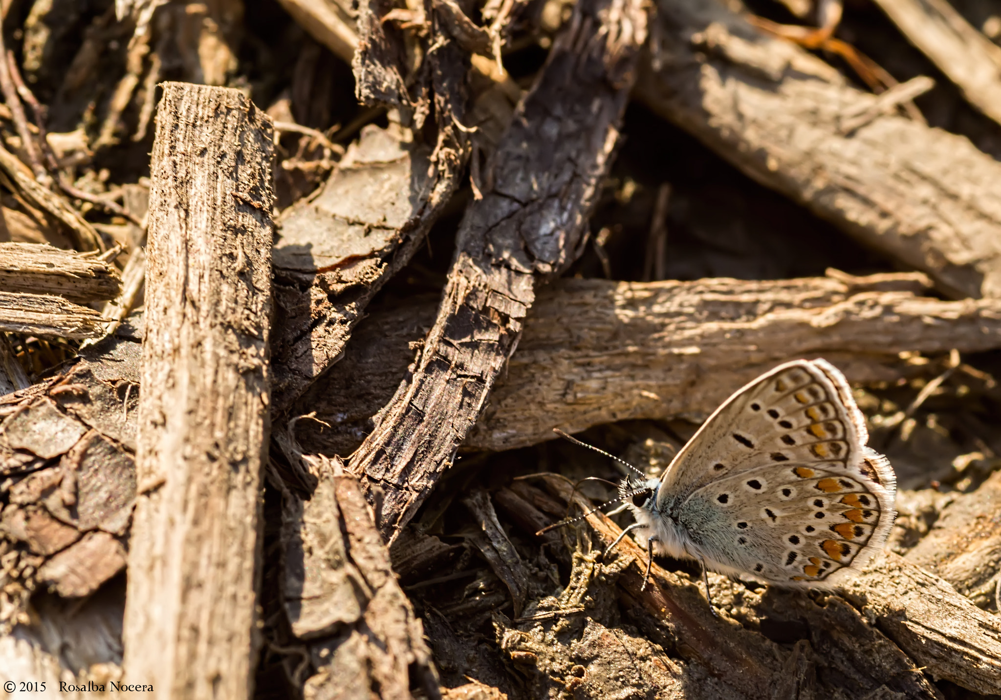 Sony SLT-A58 + Sigma AF 105mm F2.8 EX [DG] Macro sample photo. Butterfly photography