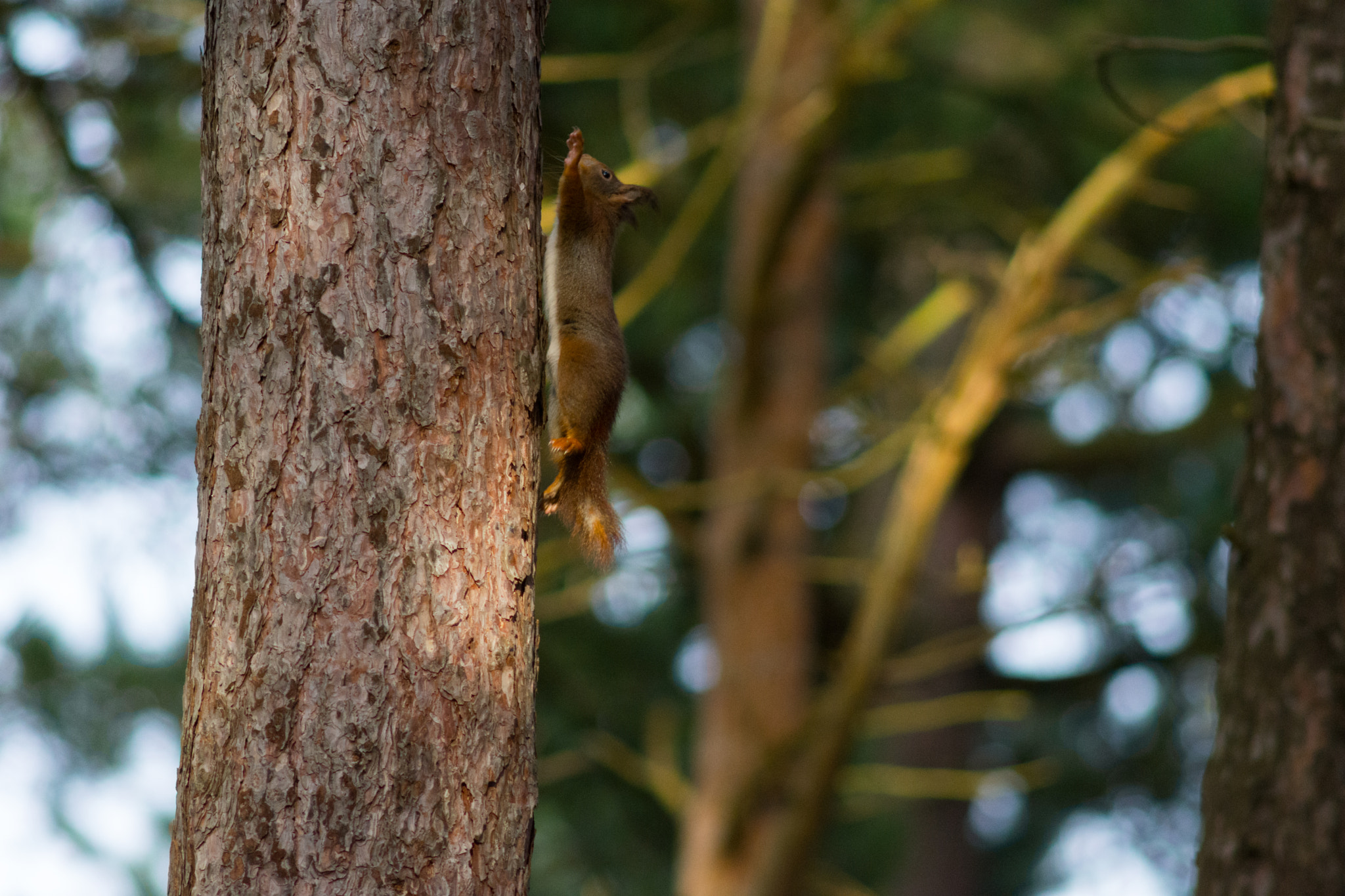 AF Nikkor 300mm f/4 IF-ED sample photo. Formby red squirrels photography