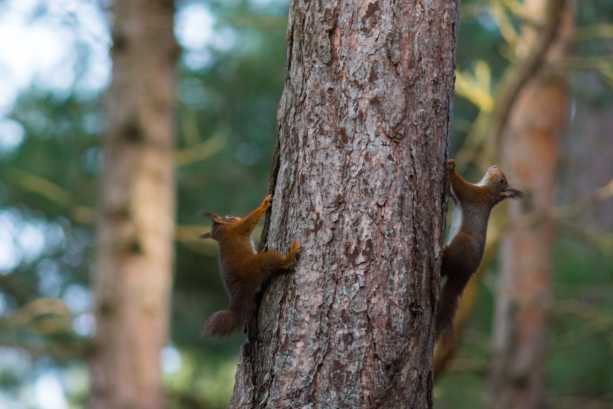 AF Nikkor 300mm f/4 IF-ED sample photo. Formby red squirrel photography