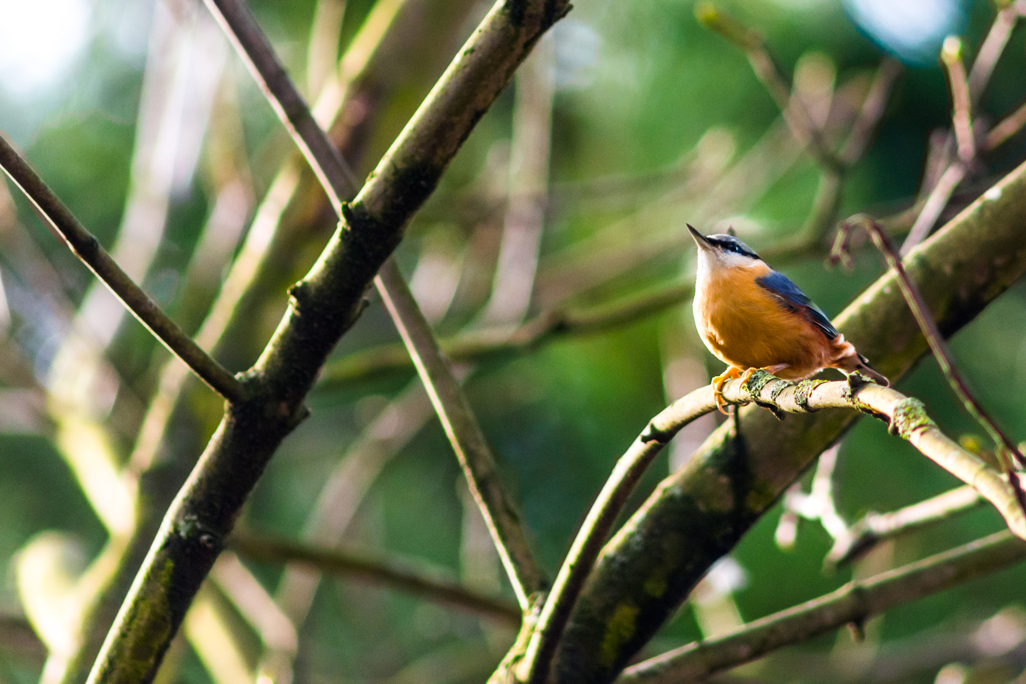 AF Nikkor 300mm f/4 IF-ED sample photo. Nuthatch photography