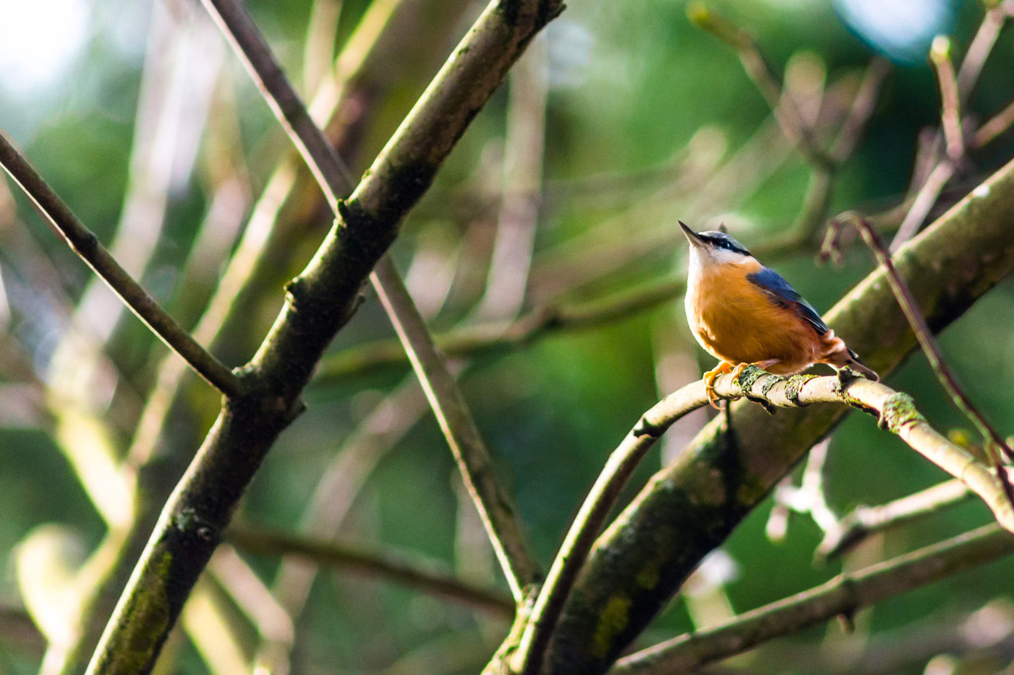 Nikon D7200 + AF Nikkor 300mm f/4 IF-ED sample photo. Nuthatch photography