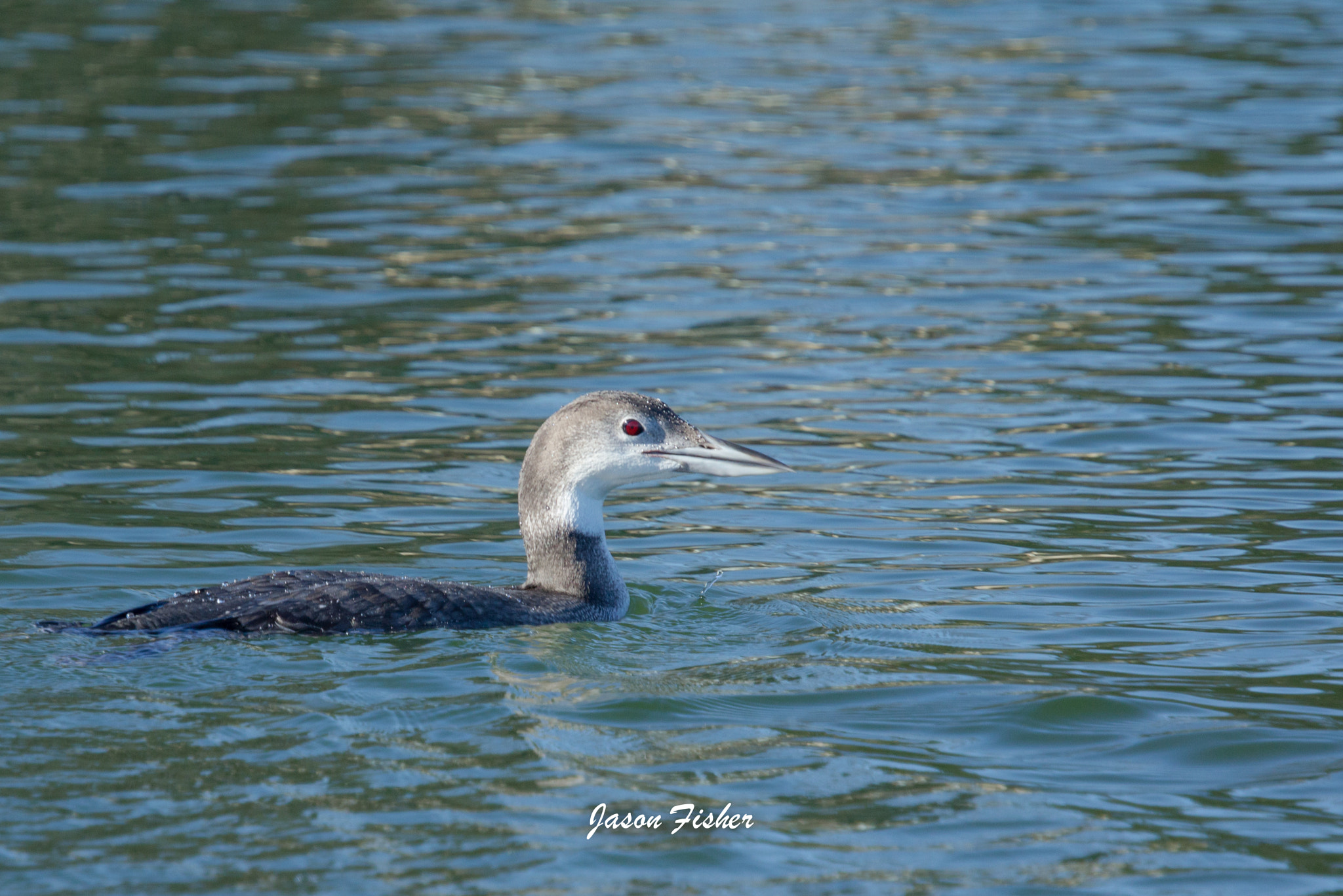 Canon EF 70-200mm F4L IS USM sample photo. Cruising loon photography