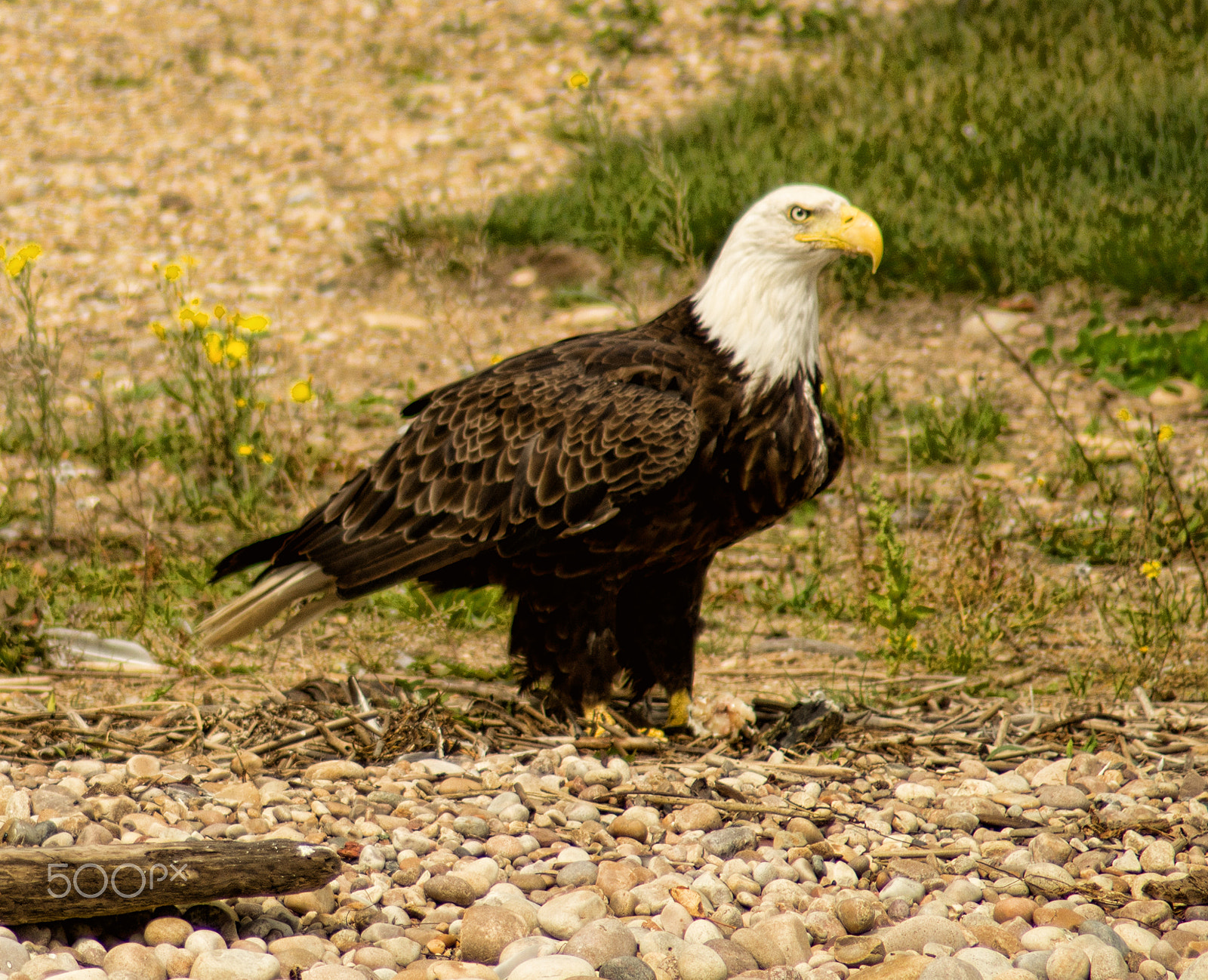 Sony SLT-A57 + Tamron SP 24-70mm F2.8 Di VC USD sample photo. Bald eagle photography