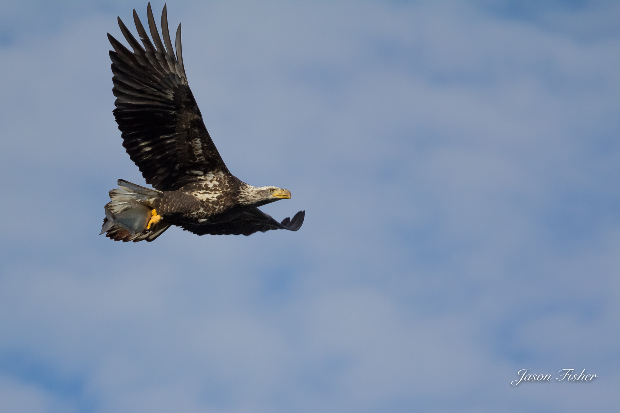 Canon EF 70-200mm F4L IS USM sample photo. Bald eagle photography