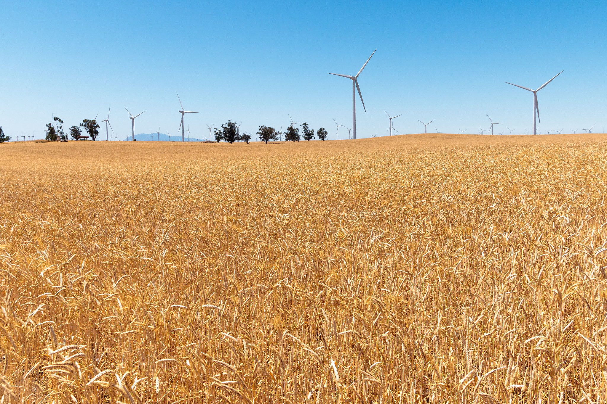 Sony SLT-A65 (SLT-A65V) sample photo. Windfarm in central california photography
