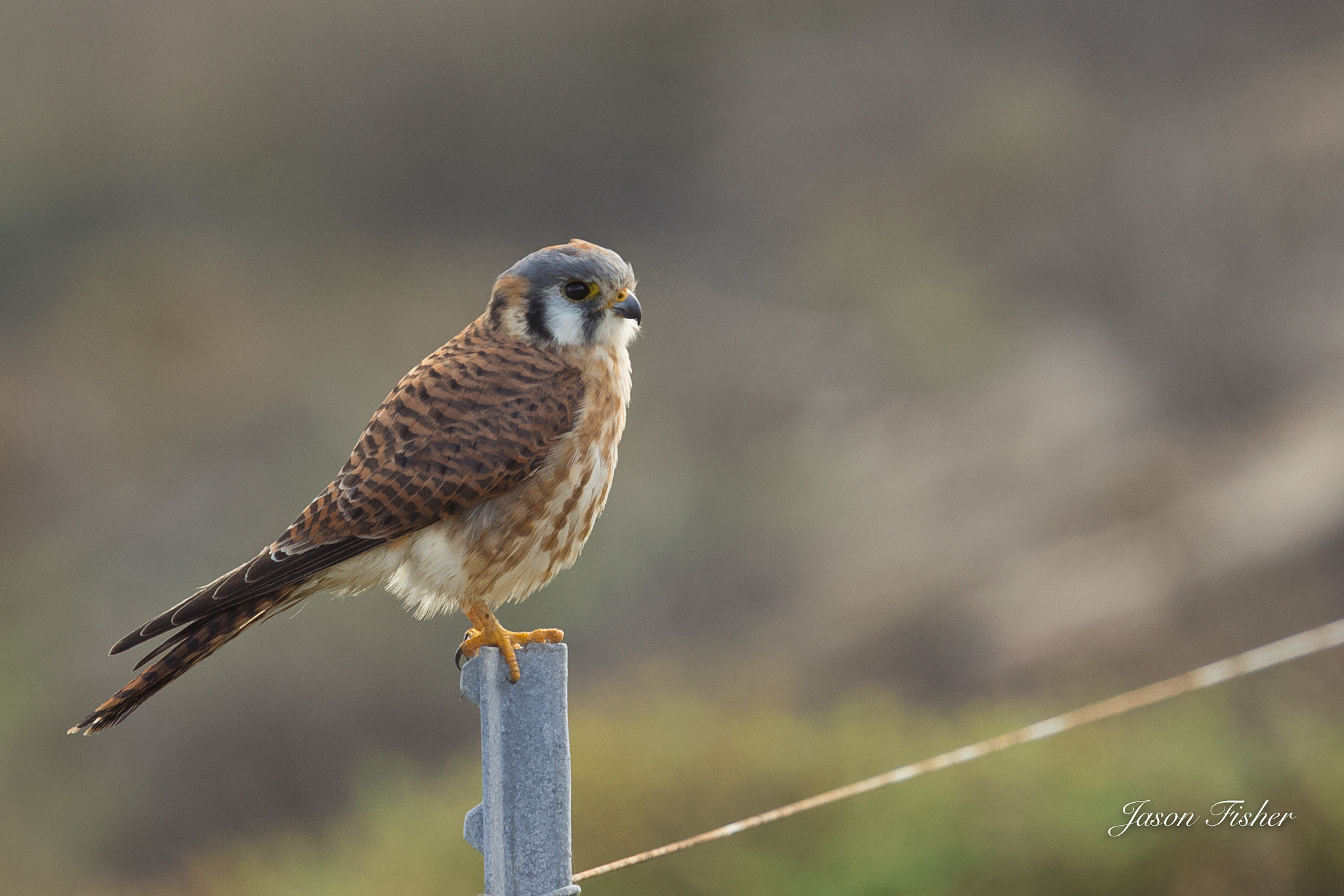 Canon EF 70-200mm F4L IS USM sample photo. Kestrel photography
