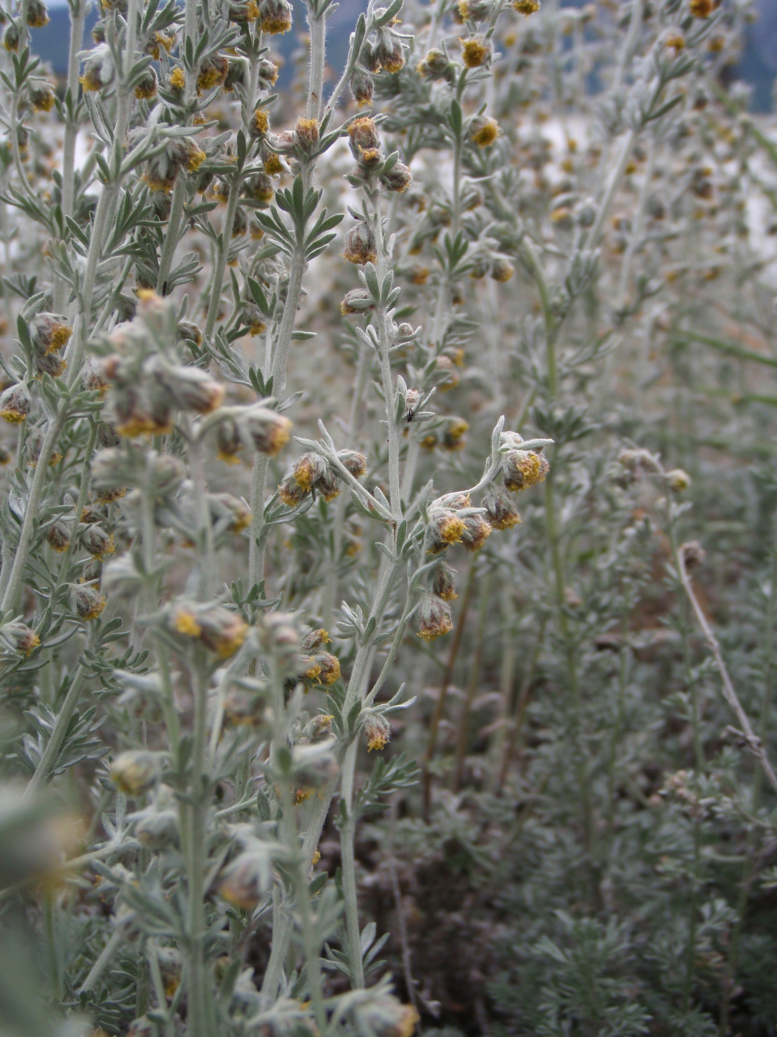 Olympus u850SW,S850SW sample photo. Northern sagebrush photography