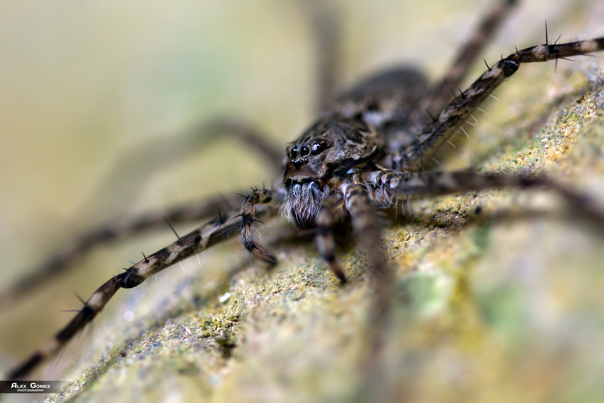 Canon EOS 7D + Canon EF 100mm F2.8 Macro USM sample photo. Water spider photography