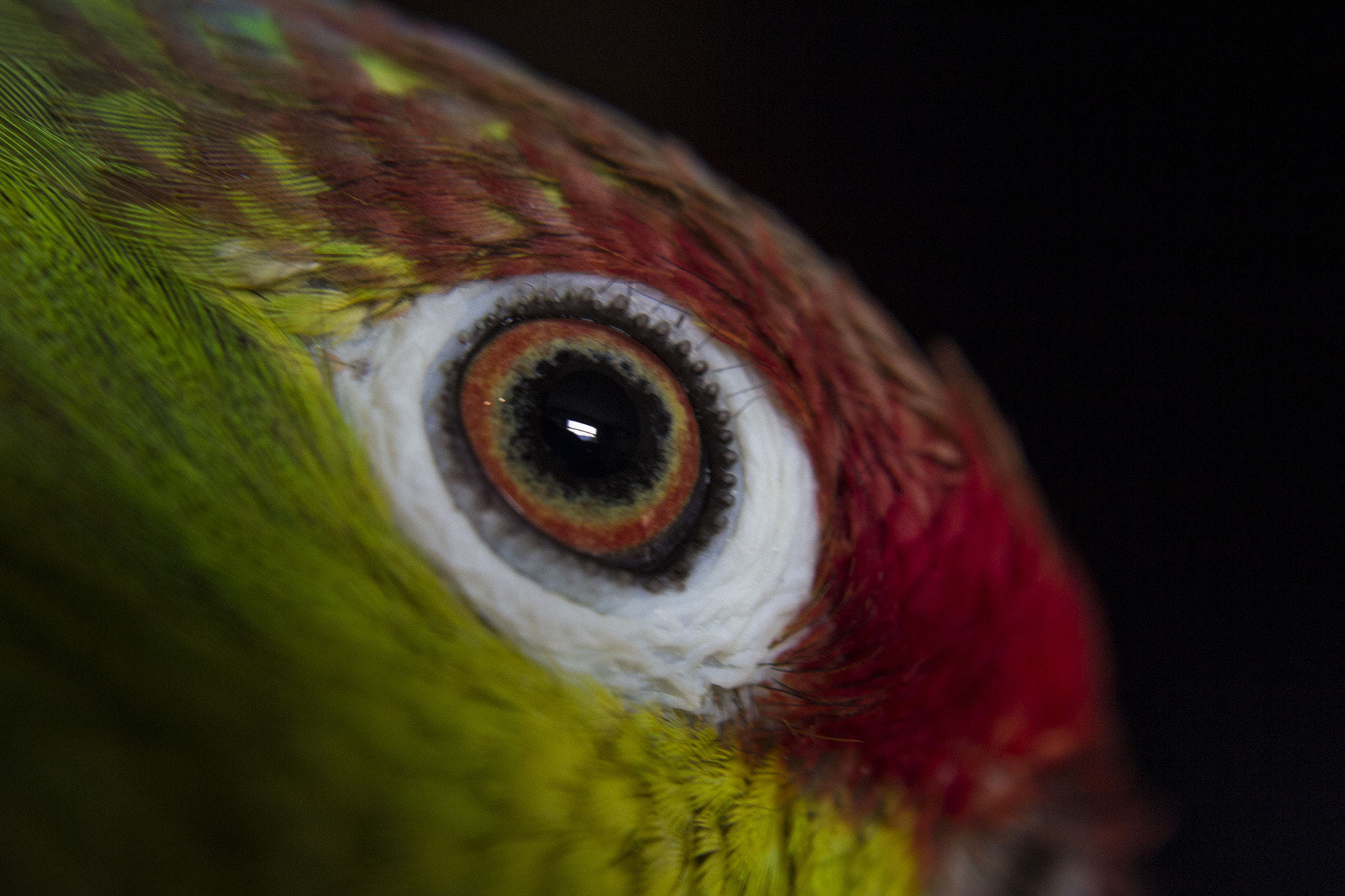 Canon EF-S 18-55mm F3.5-5.6 sample photo. Parrot eye photography