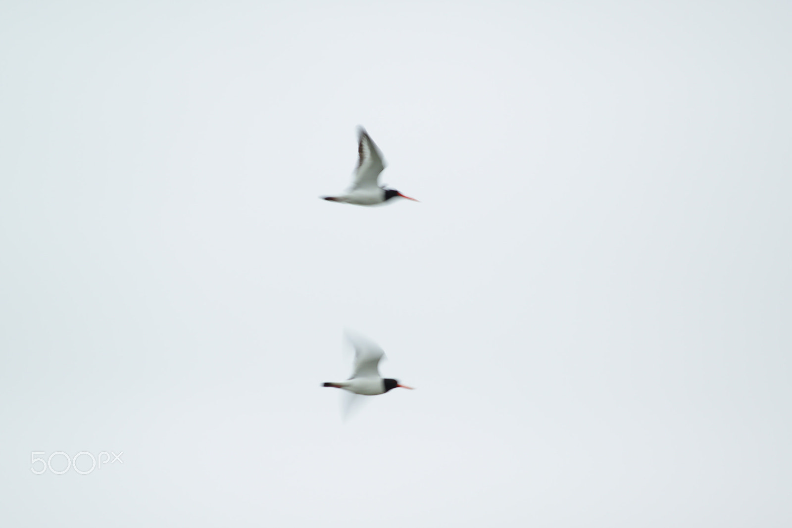 Pentax smc DA* 300mm F4.0 ED (IF) SDM sample photo. Beccace in volo photography