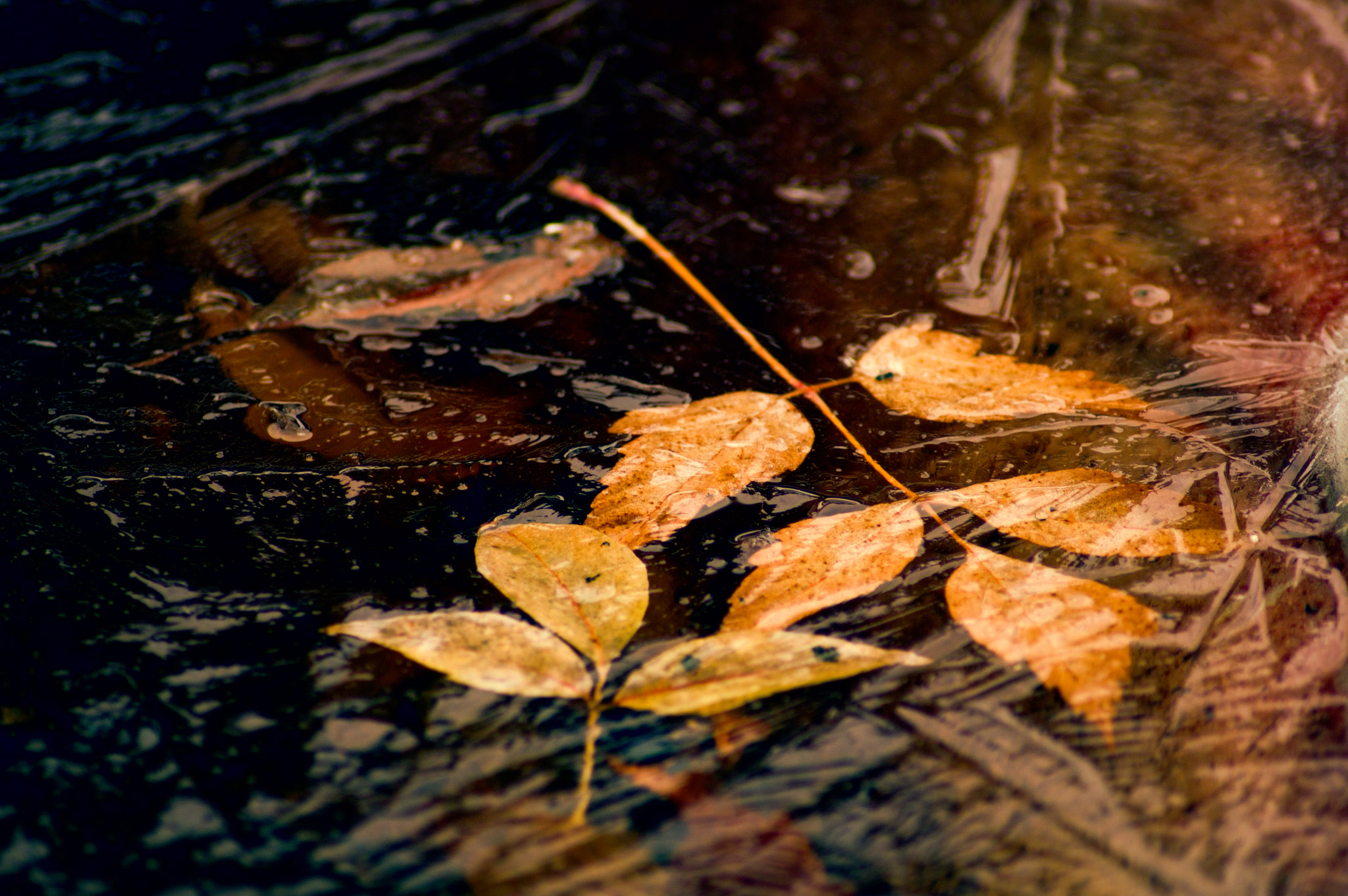 Sony Alpha DSLR-A580 + Tamron SP 24-70mm F2.8 Di VC USD sample photo. Frozen leaves photography