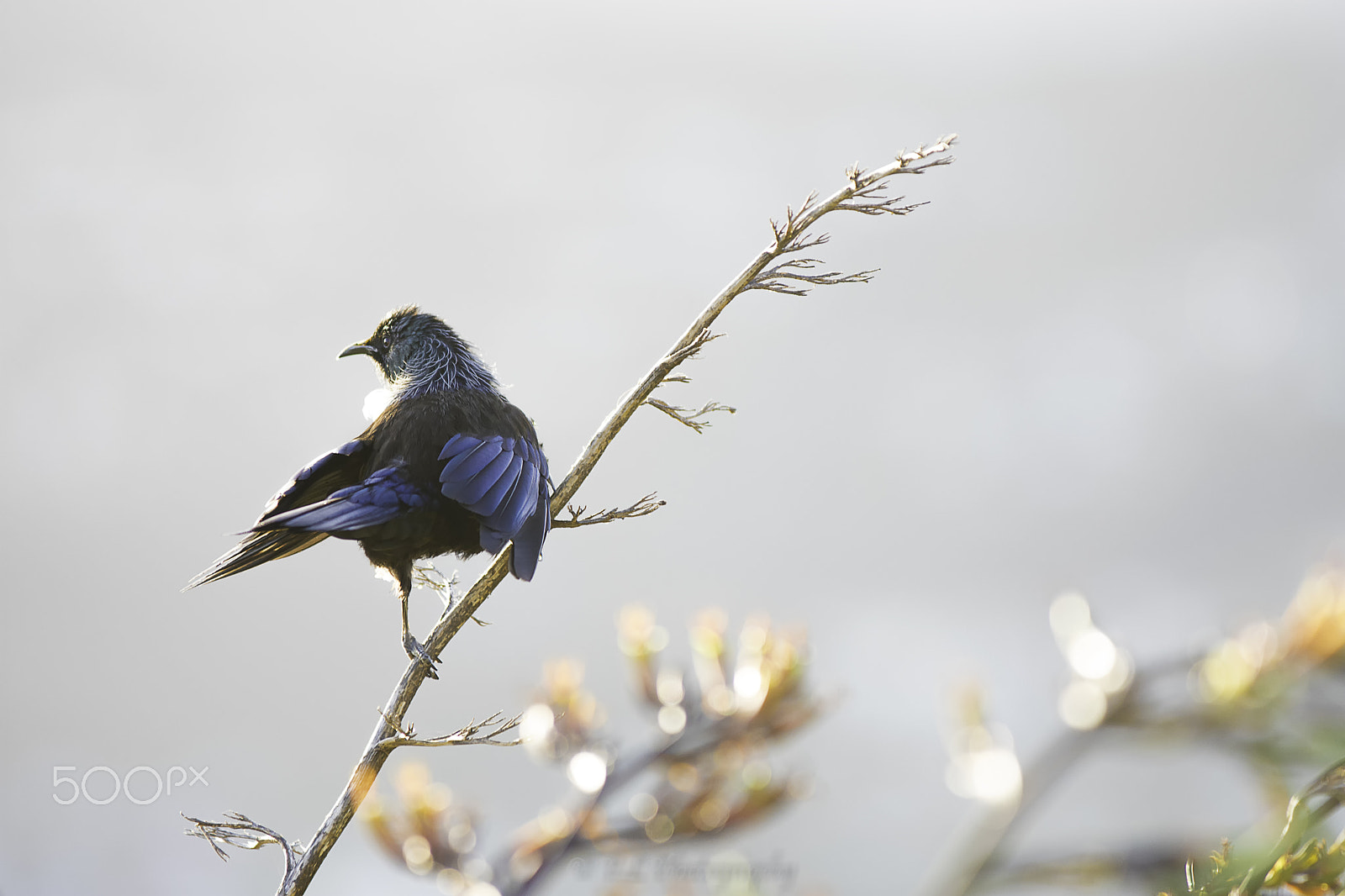 AF-S Zoom-Nikkor 80-200mm f/2.8D IF-ED sample photo. Tui bird photography