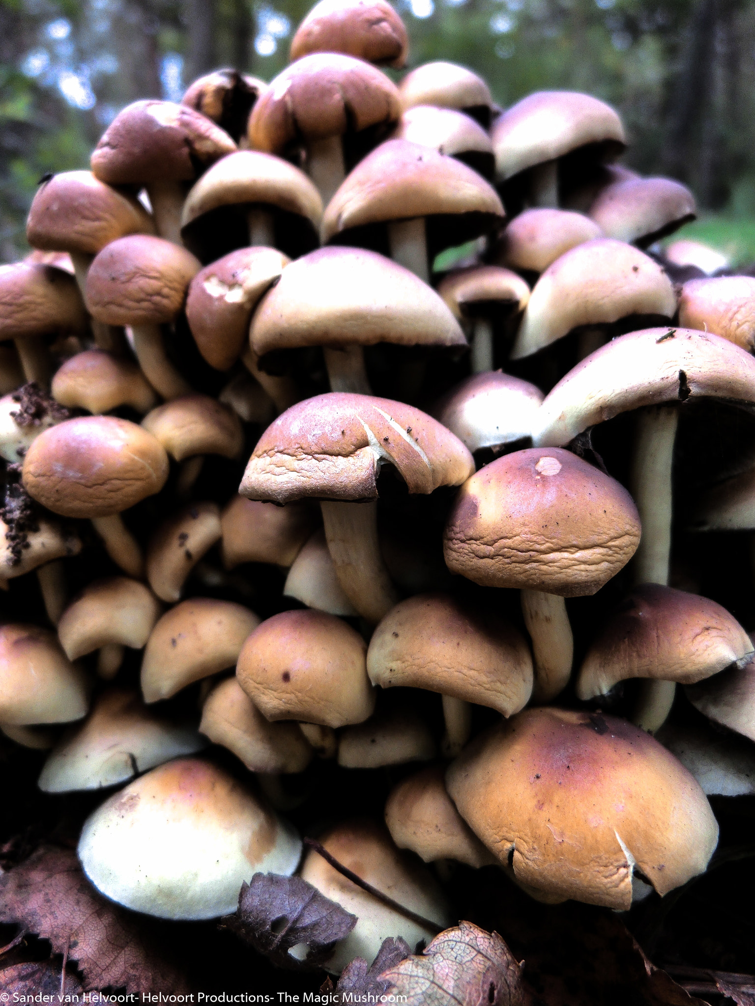 CASIO EX-ZR200 sample photo. The magic mushroom photography