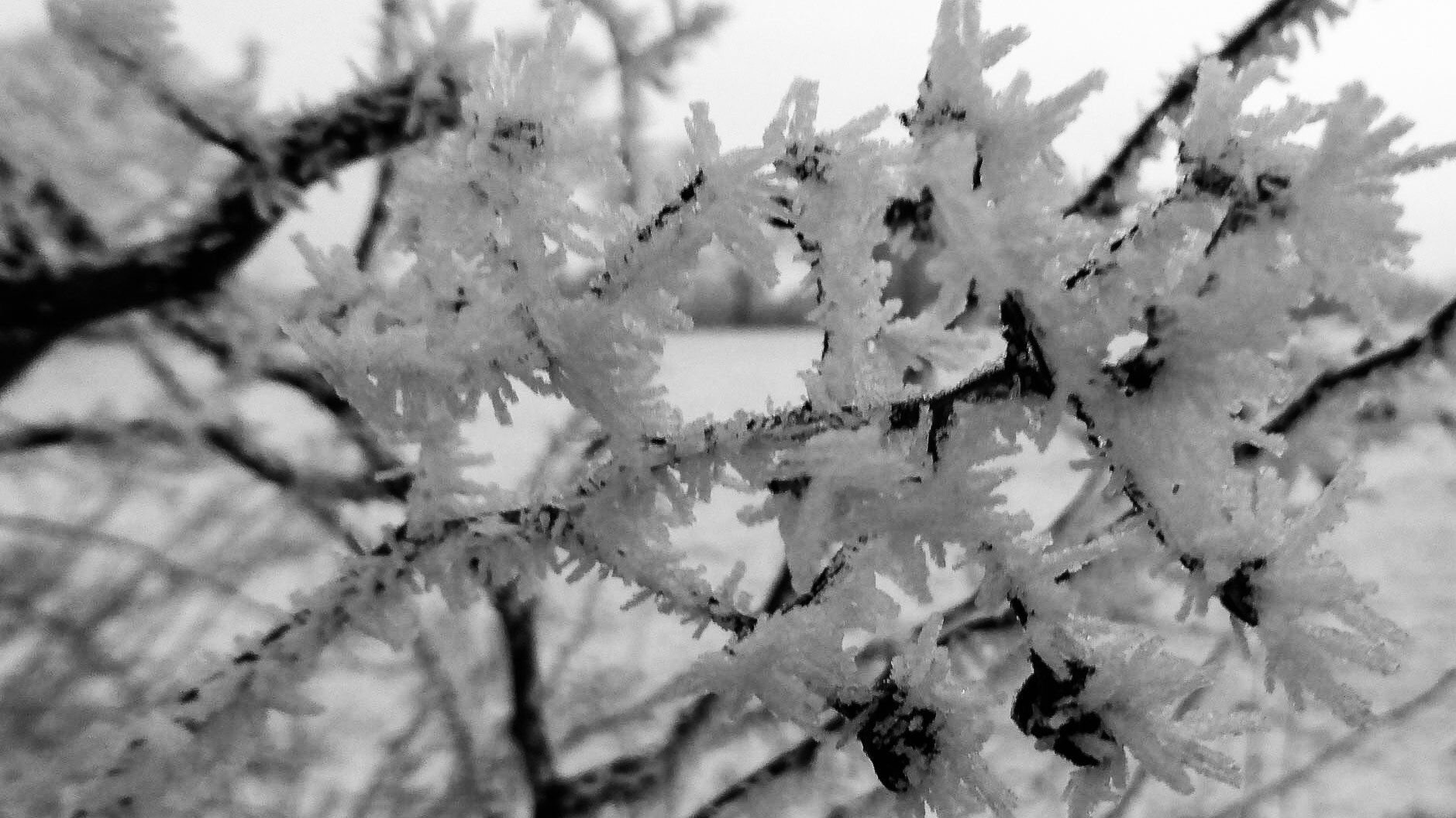 Panasonic DMC-TZ41 sample photo. Winter crystals on tree photography
