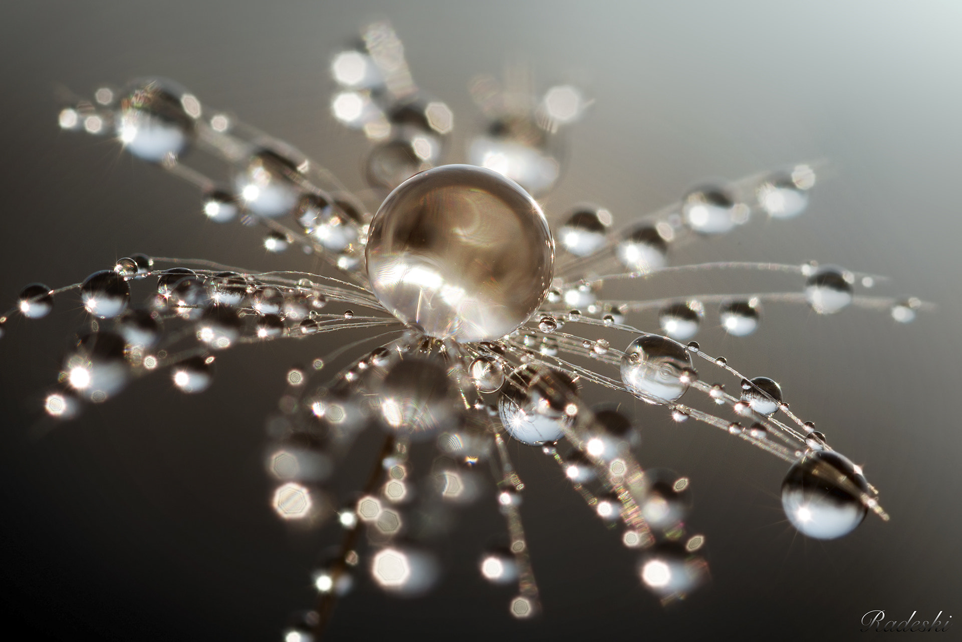 Nikon D800E + Nikon AF Micro-Nikkor 60mm F2.8D sample photo. Soffione di rugiada photography