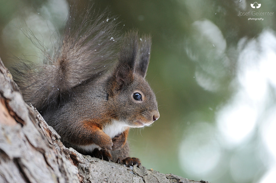 Nikon D3S sample photo. Squirrel on the lookout photography