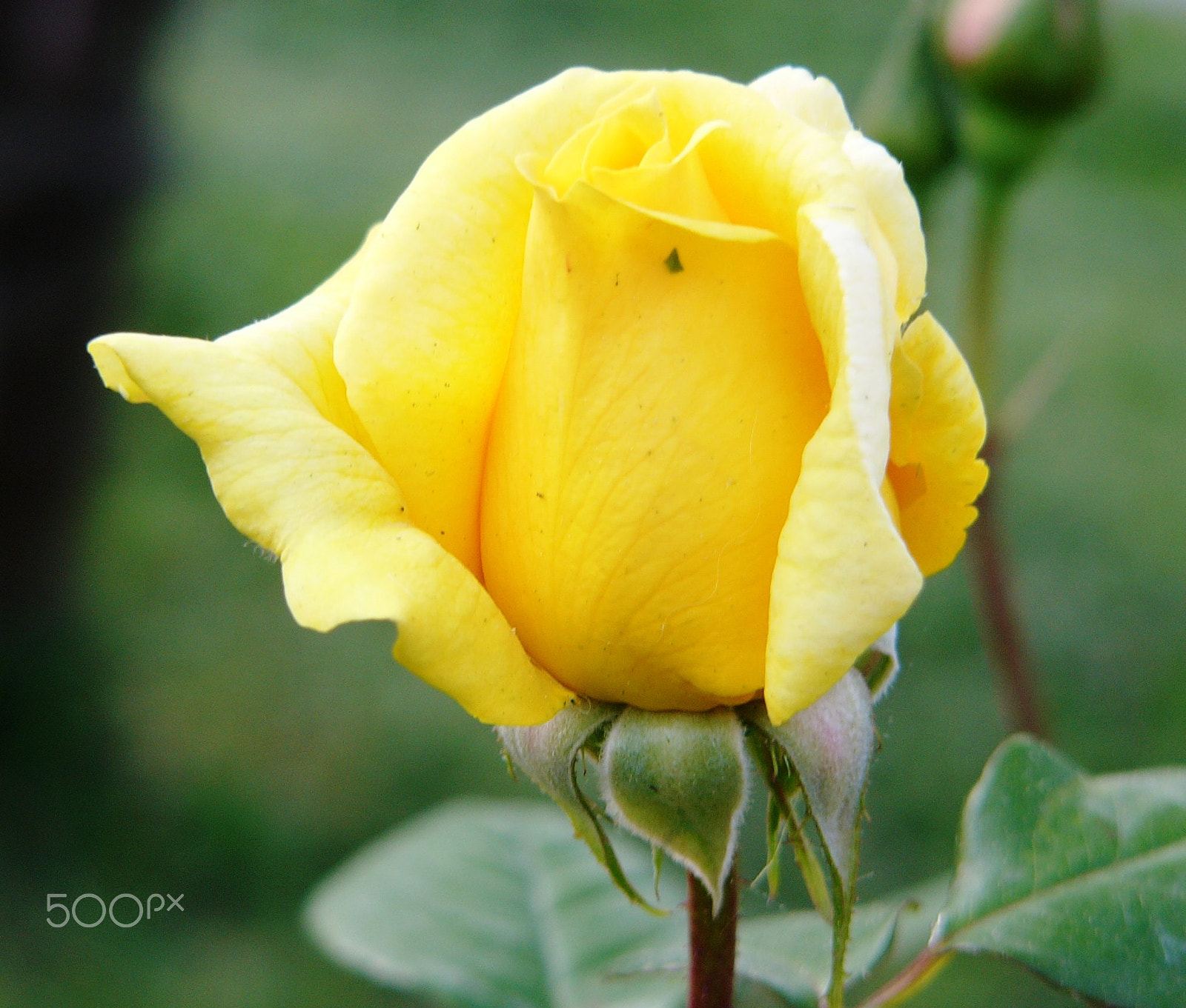 Panasonic DMC-FZ10 sample photo. Yellow rose photography