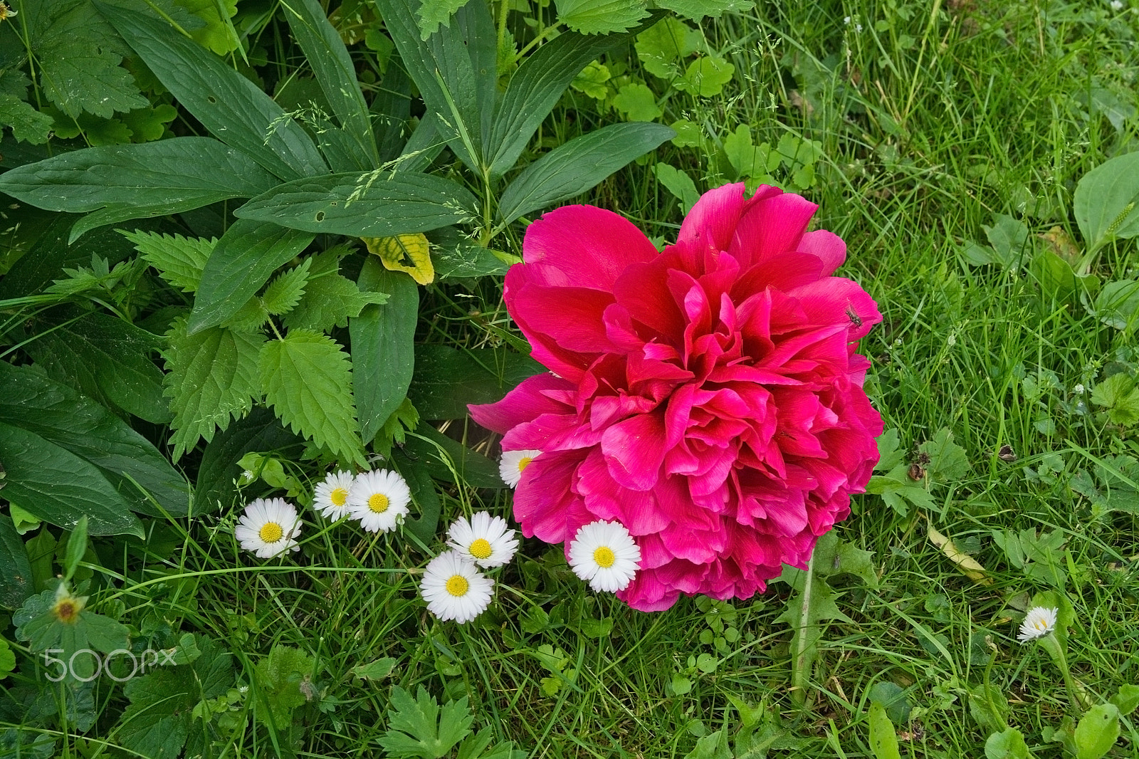 AF Zoom-Nikkor 35-80mm f/4-5.6D N sample photo. Red peonies photography