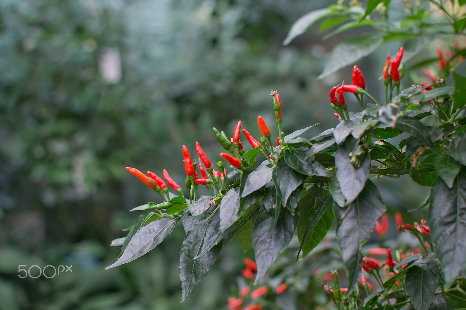 AF Zoom-Nikkor 28-100mm f/3.5-5.6G sample photo. Red hot chili peppers photography
