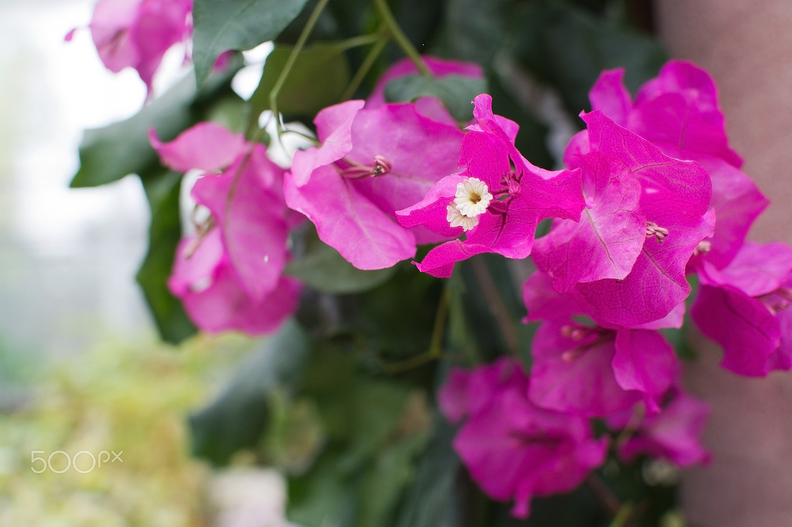 AF Zoom-Nikkor 28-80mm f/3.5-5.6D sample photo. Pink bougainvillea photography