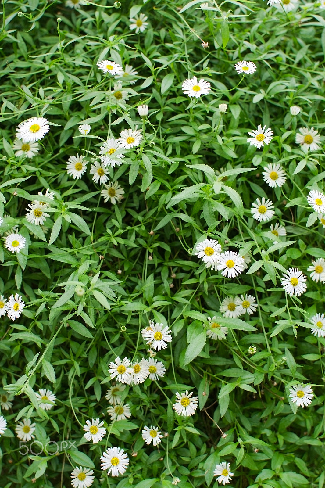 Nikon AF Nikkor 180mm F2.8D ED-IF sample photo. White daisy flowers photography