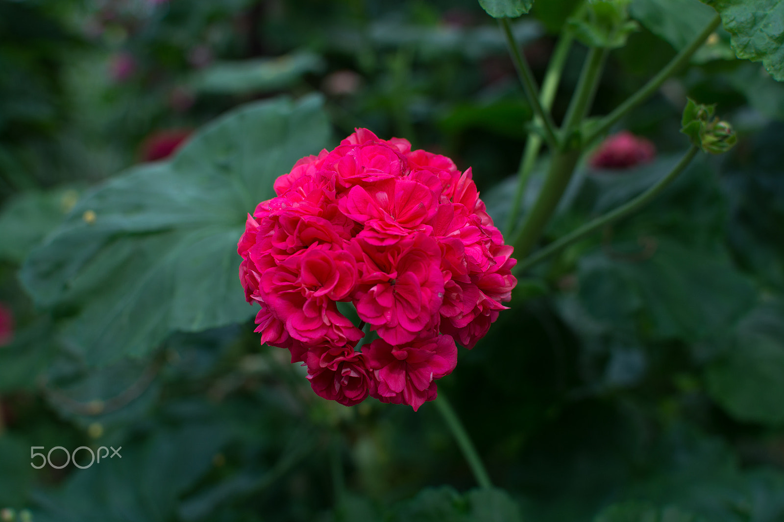 IX-Nikkor 60-180mm f/4.5-5.6 sample photo. Pink geranium flowers photography