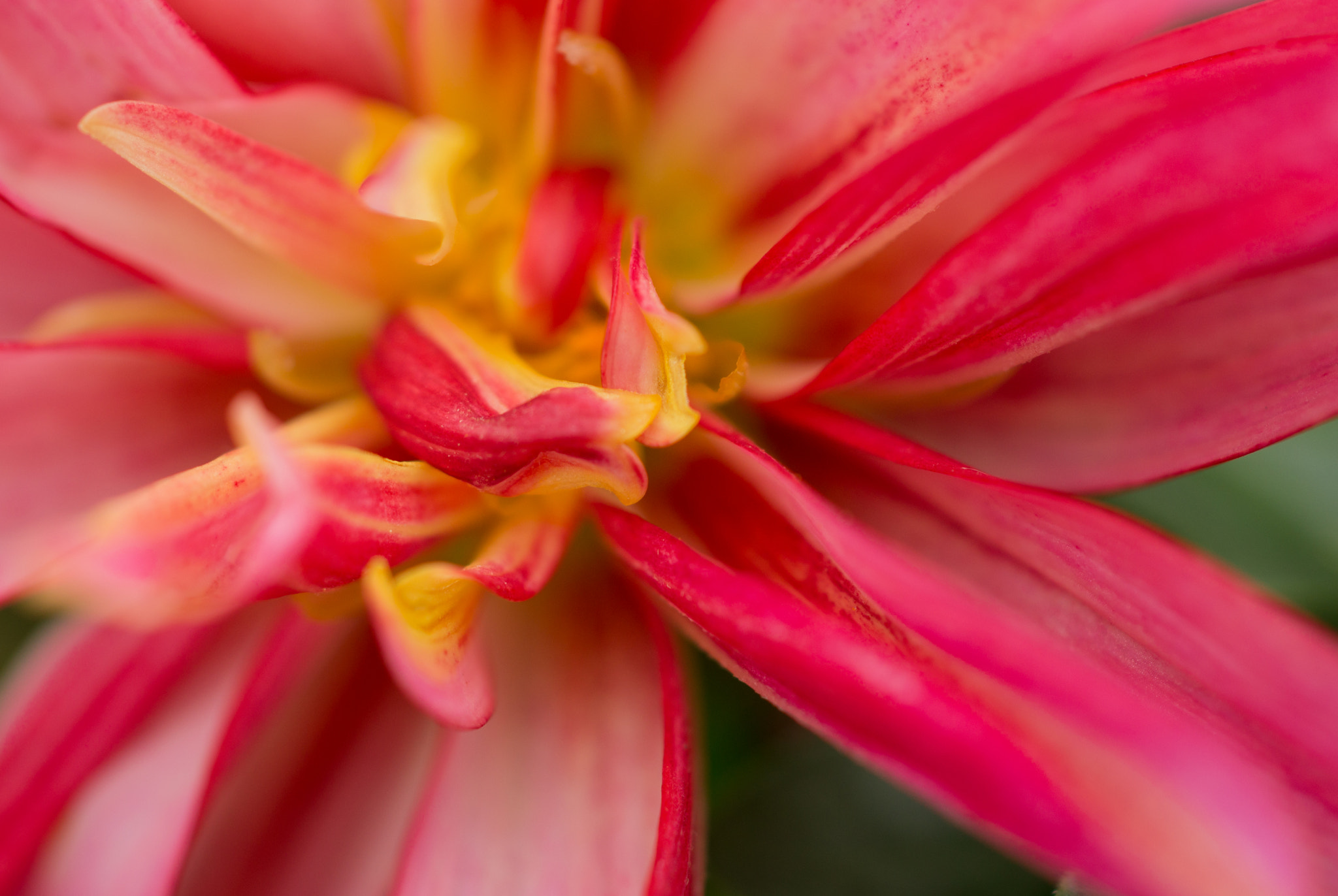 Sony SLT-A57 + Sony 50mm F2.8 Macro sample photo. Pink dahlia photography