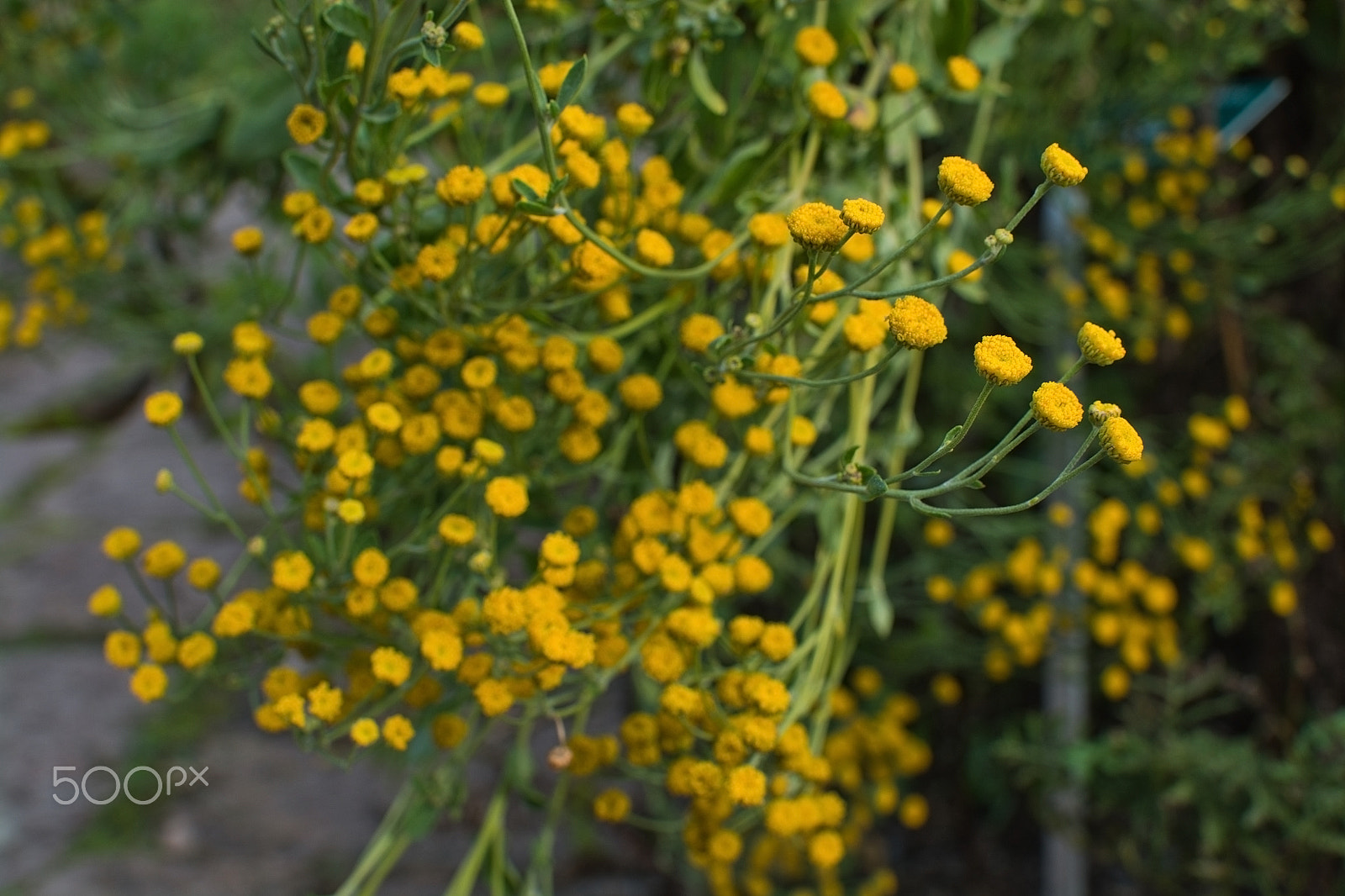 AF Zoom-Nikkor 35-80mm f/4-5.6D N sample photo. Chamomile flowers photography