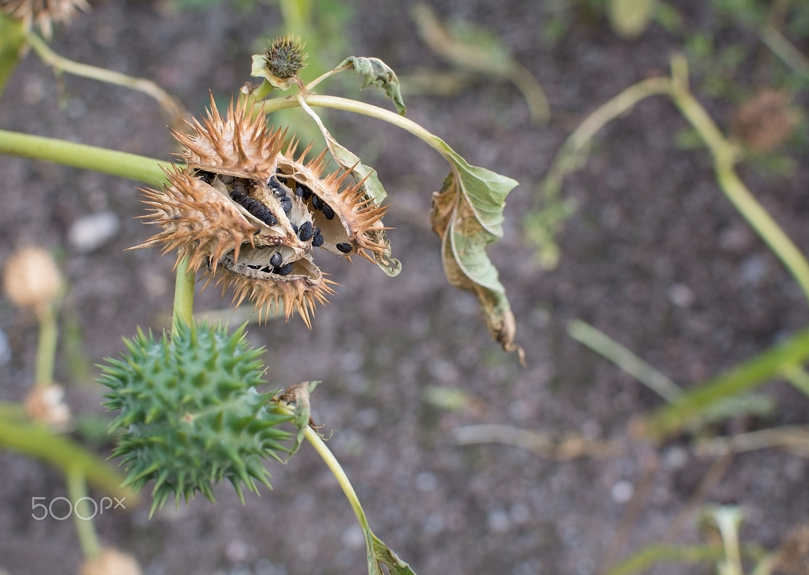 Nikon D7100 + IX-Nikkor 60-180mm f/4.5-5.6 sample photo. Thorn apple weed photography