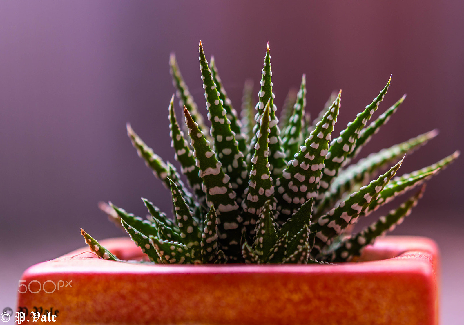 Nikon AF-S Micro-Nikkor 60mm F2.8G ED sample photo. Lucens cato ch photography
