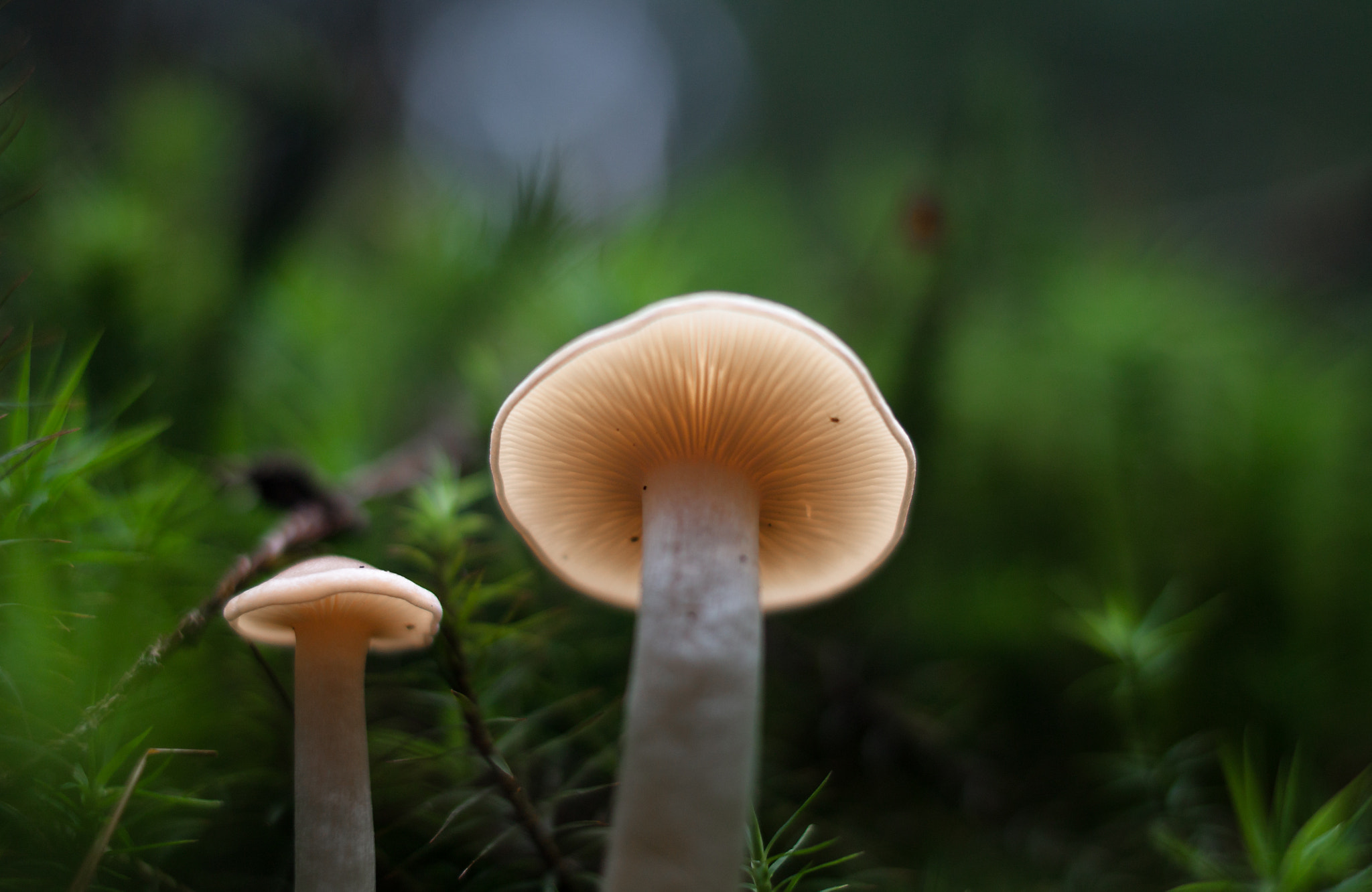 Canon EOS 500D (EOS Rebel T1i / EOS Kiss X3) + Canon EF 35mm F2 IS USM sample photo. Glowing mushrooms photography