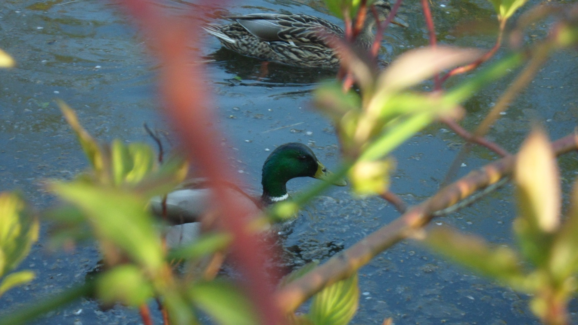 Samsung ST90,ST91 / VLUU ST90,ST91 sample photo. Ducks in foilage photography