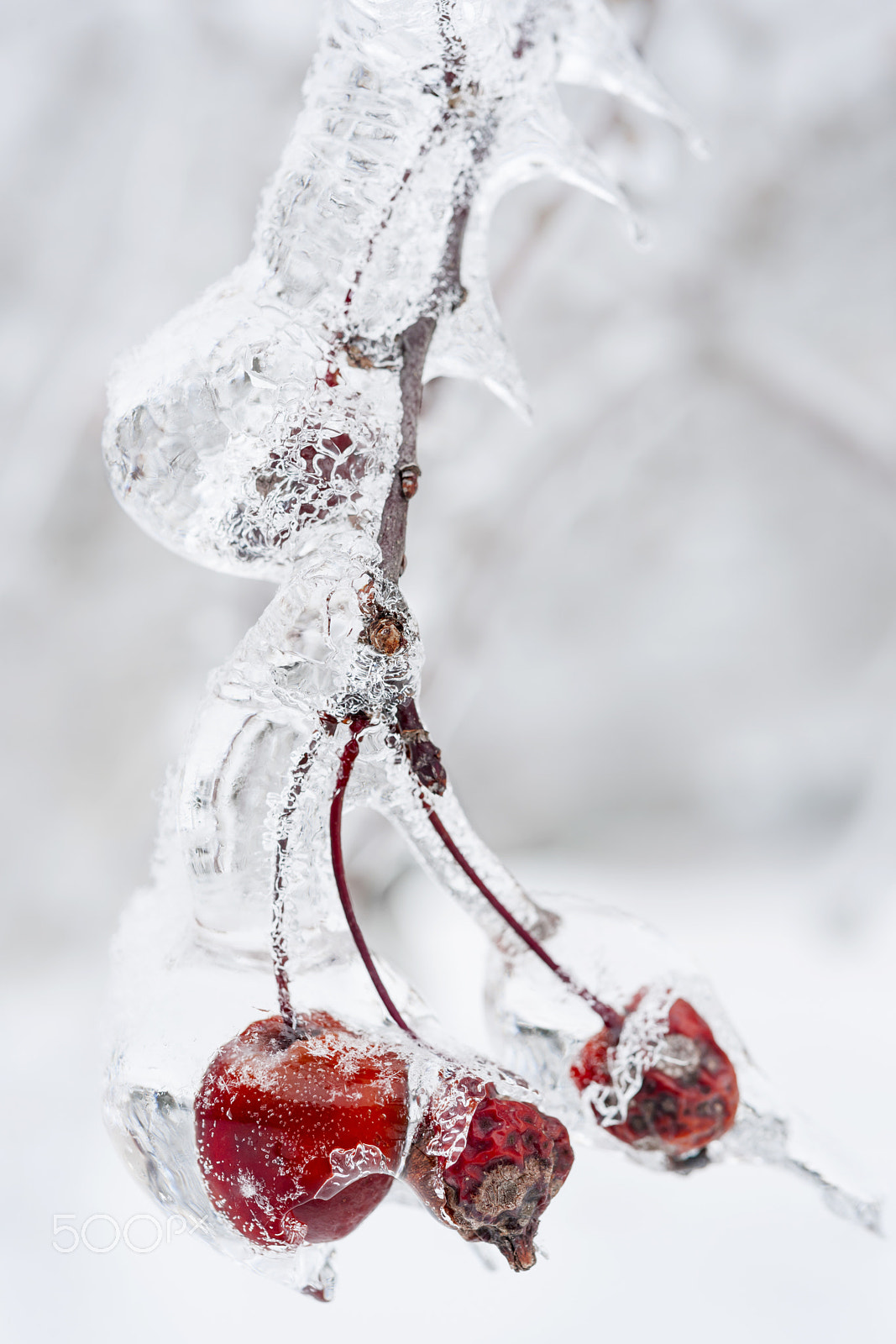 Nikon D3X + Nikon AF-S Micro-Nikkor 60mm F2.8G ED sample photo. Icy branch with crab apples photography