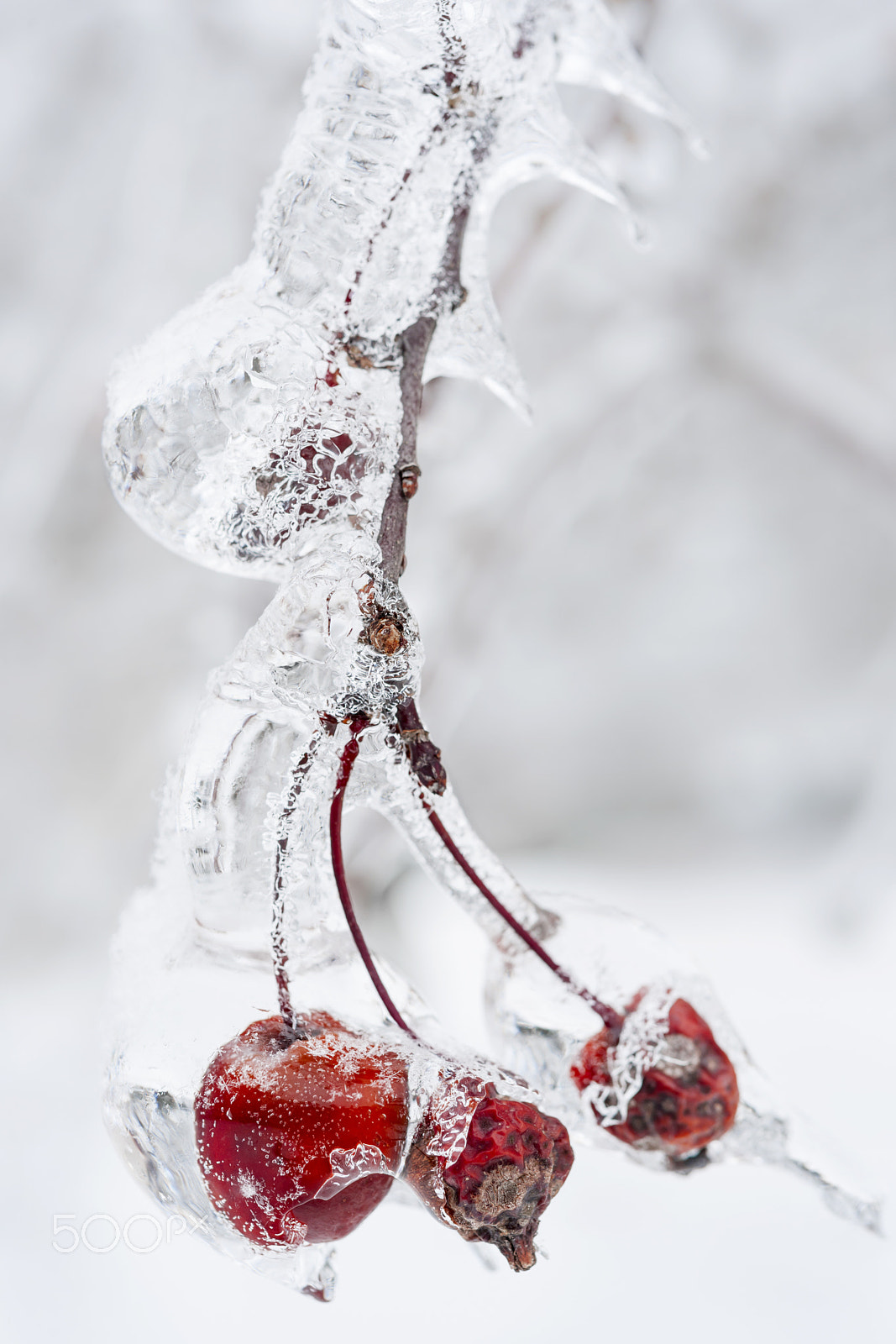 Nikon D3X sample photo. Icy branch with crab apples photography