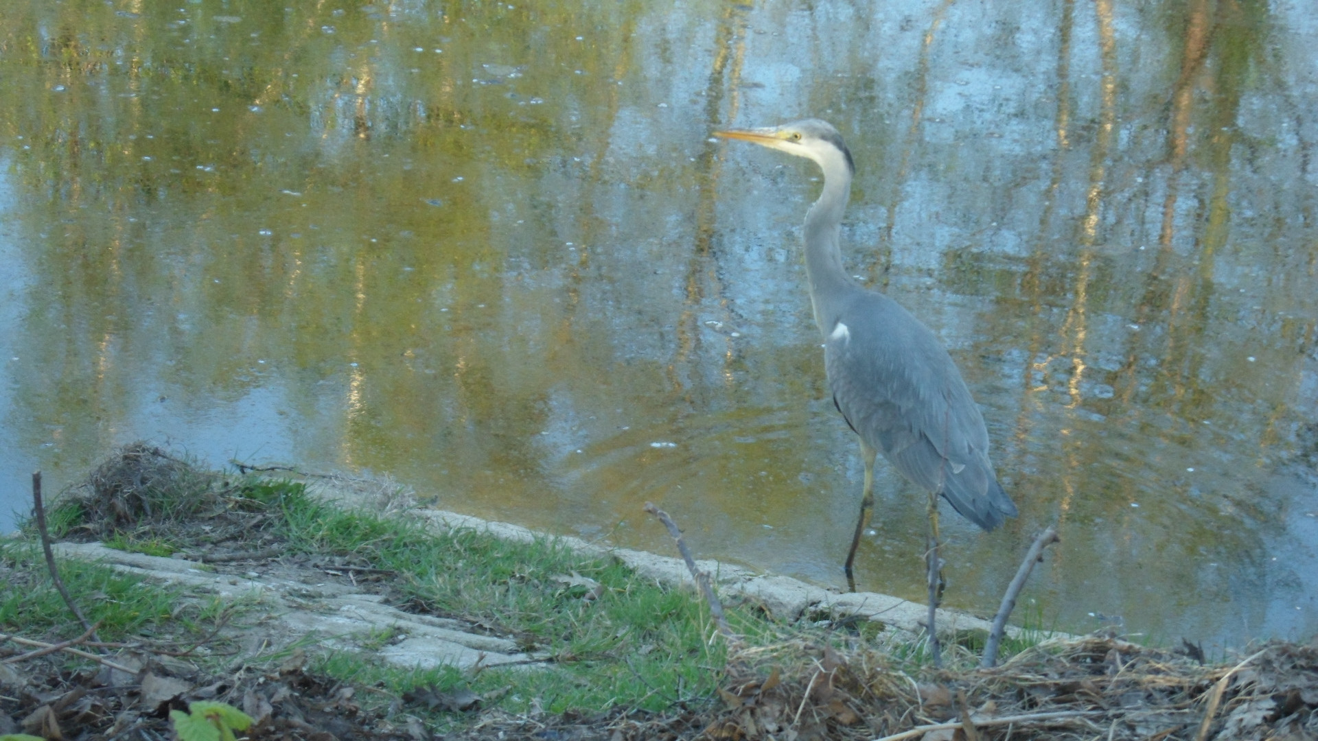 Samsung ST90,ST91 / VLUU ST90,ST91 sample photo. Stoic bird photography