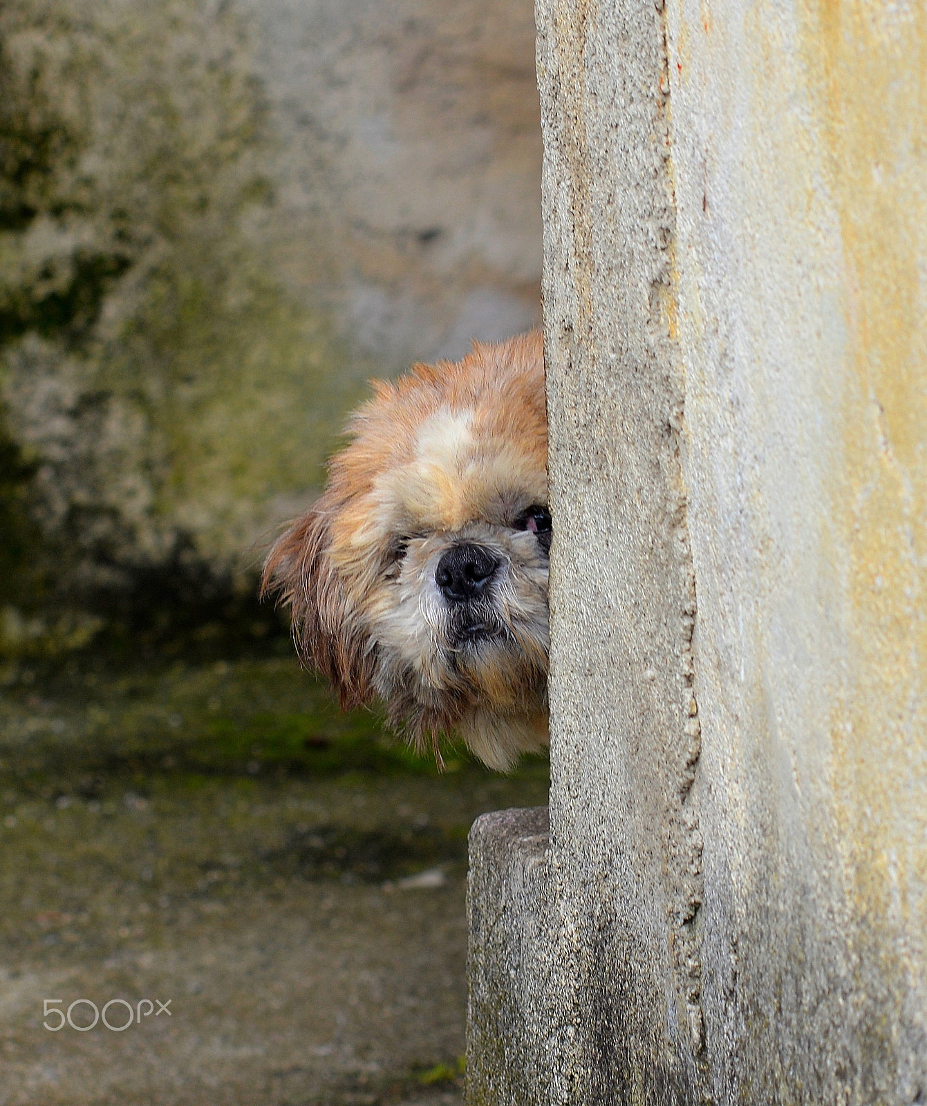 AF Zoom-Nikkor 35-135mm f/3.5-4.5 N sample photo. Curioisity photography