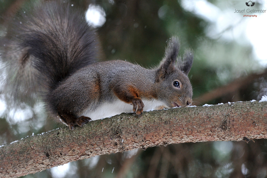 Nikon D3S sample photo. Snow ? photography
