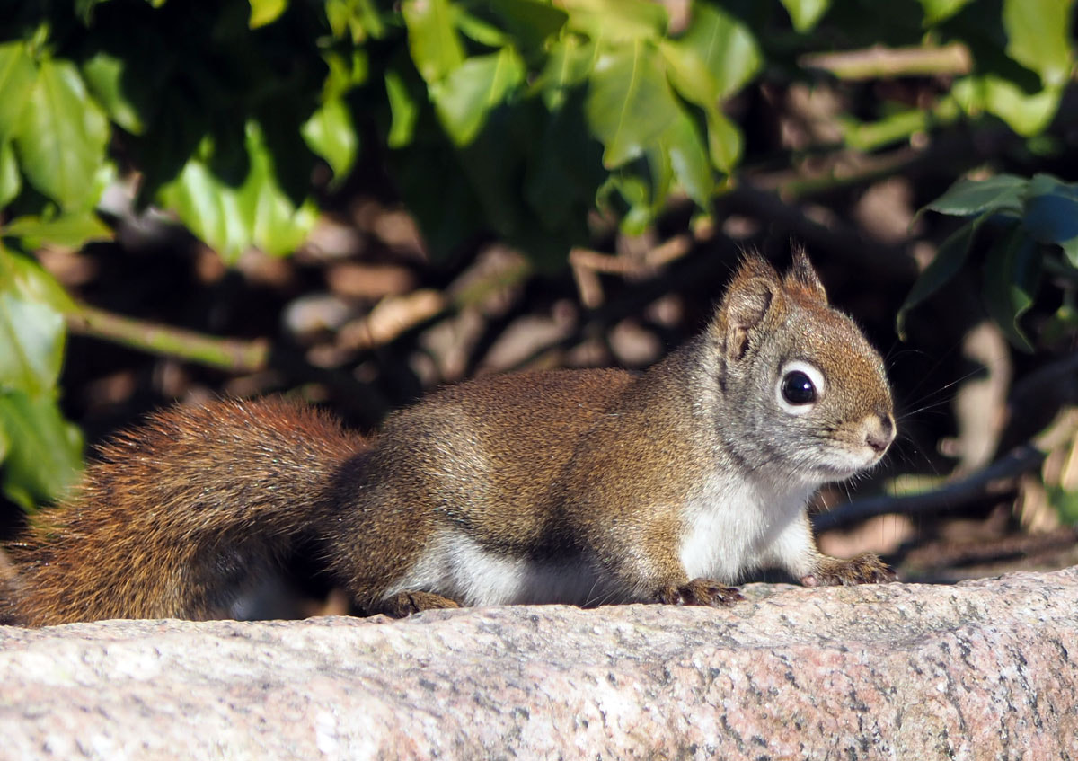 Panasonic Lumix G Vario 45-200mm F4-5.6 OIS sample photo. Got nuts? photography