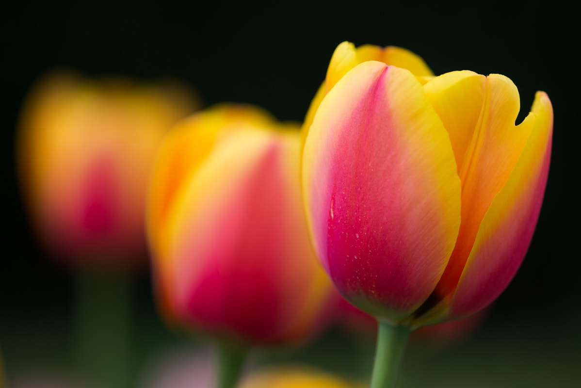 Sigma 150mm F2.8 EX DG Macro HSM sample photo. Red-yellow tulips photography