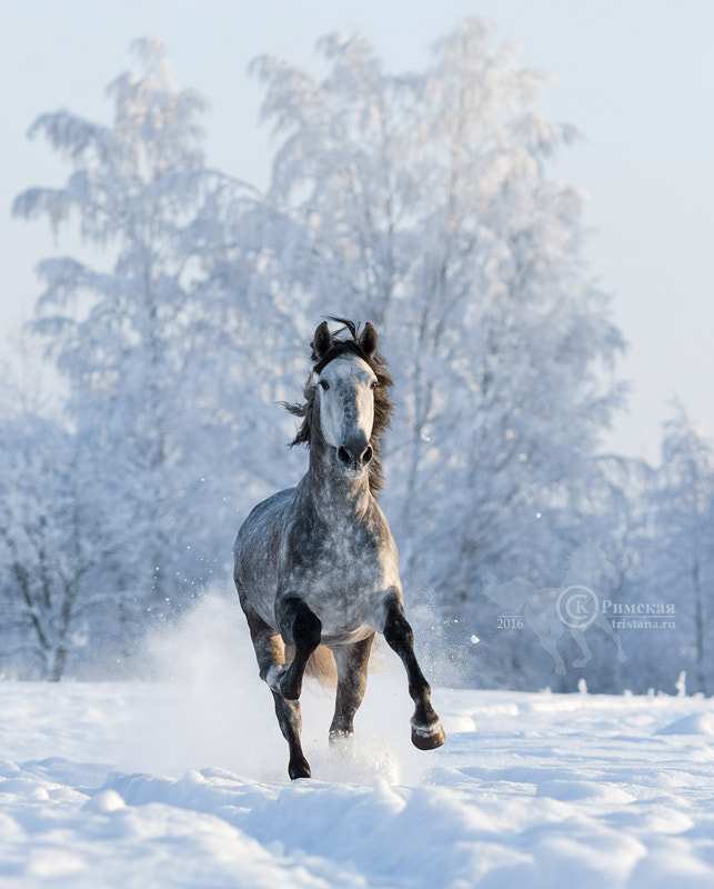 Canon EOS 7D Mark II + Canon EF 135mm F2L USM sample photo. Grey purebred spanish stallion photography