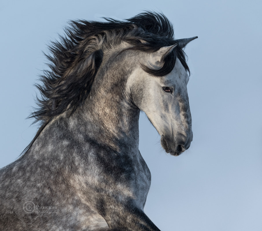 Canon EOS 7D Mark II + Canon EF 135mm F2L USM sample photo. Dapple-grey andalusian stallion photography