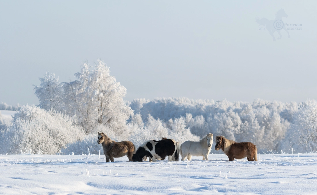 Canon EOS 7D Mark II + Canon EF 135mm F2L USM sample photo. Winter snowy landscape and four ponies photography