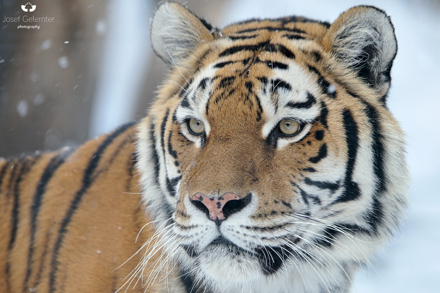 Nikon D3S sample photo. Siberian focus photography