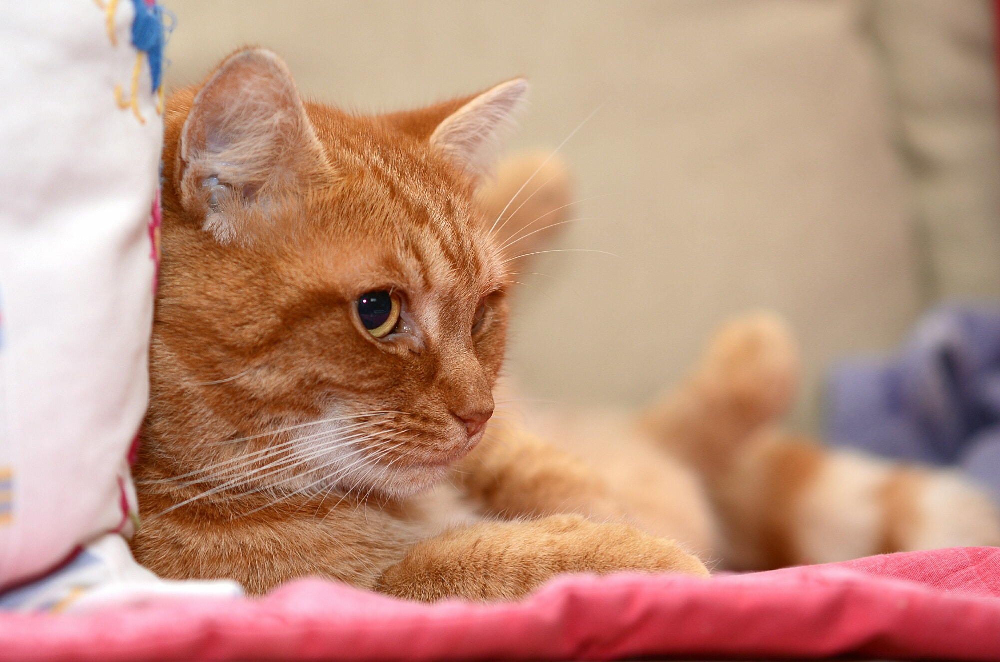 Sigma 50-150mm F2.8 EX APO DC HSM II sample photo. Resting max photography
