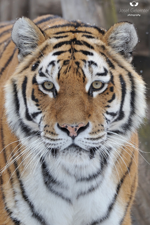 Nikon D3S sample photo. Tigress stare photography