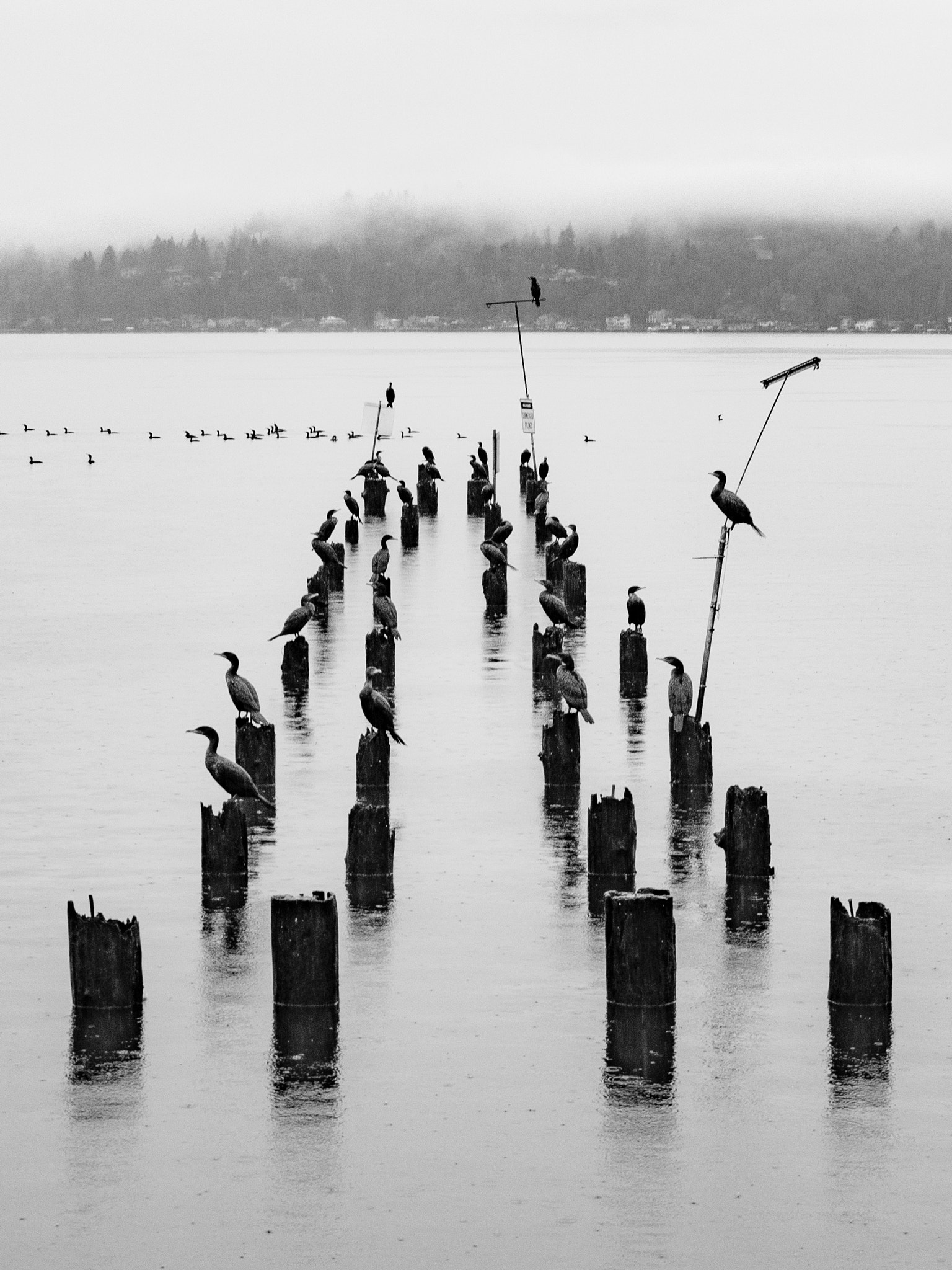 Panasonic Lumix G X Vario 35-100mm F2.8 OIS sample photo. Cormorants photography