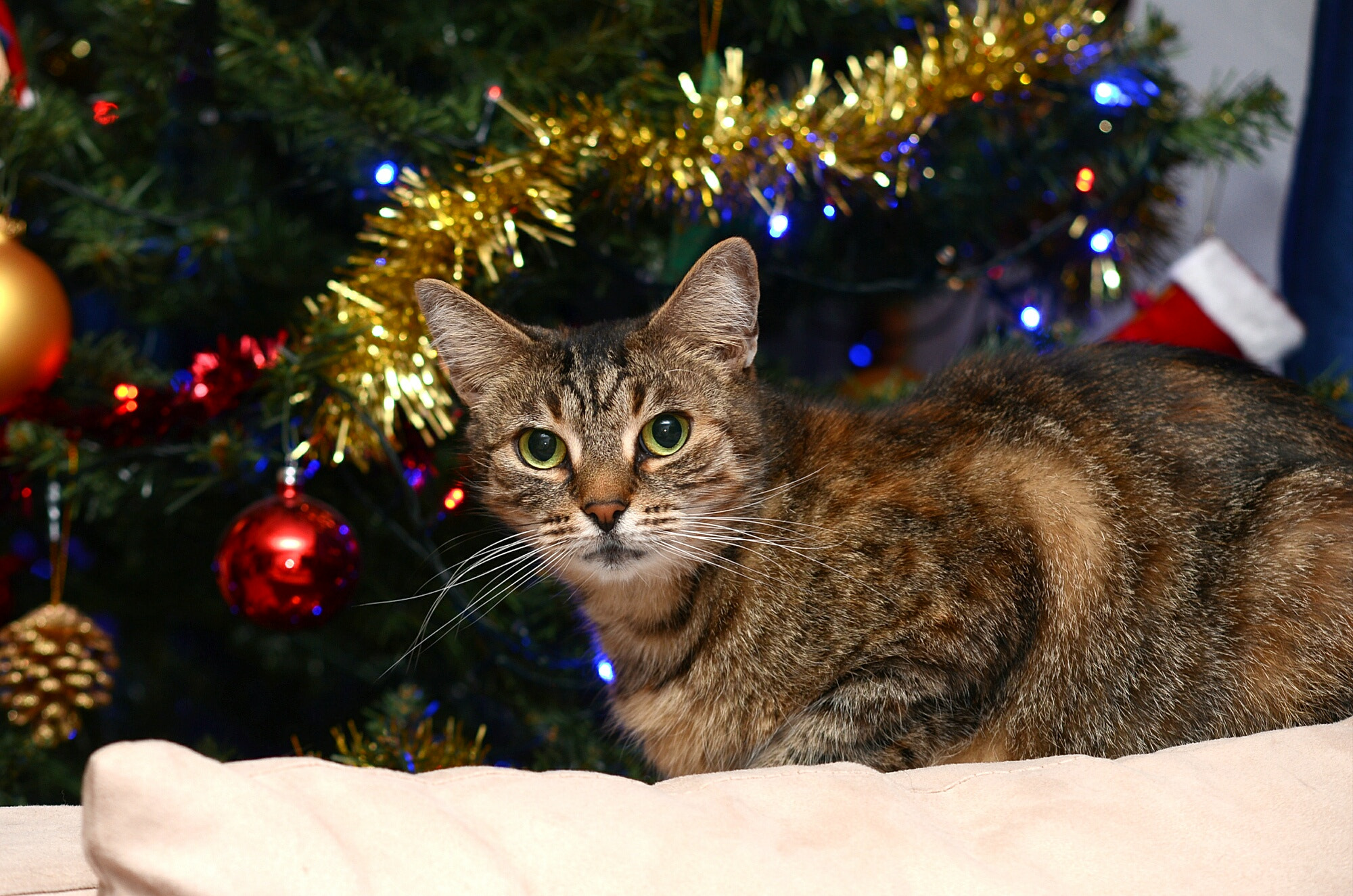 Nikon D7000 + Sigma 50-150mm F2.8 EX APO DC HSM II sample photo. Jaz at christmas photography