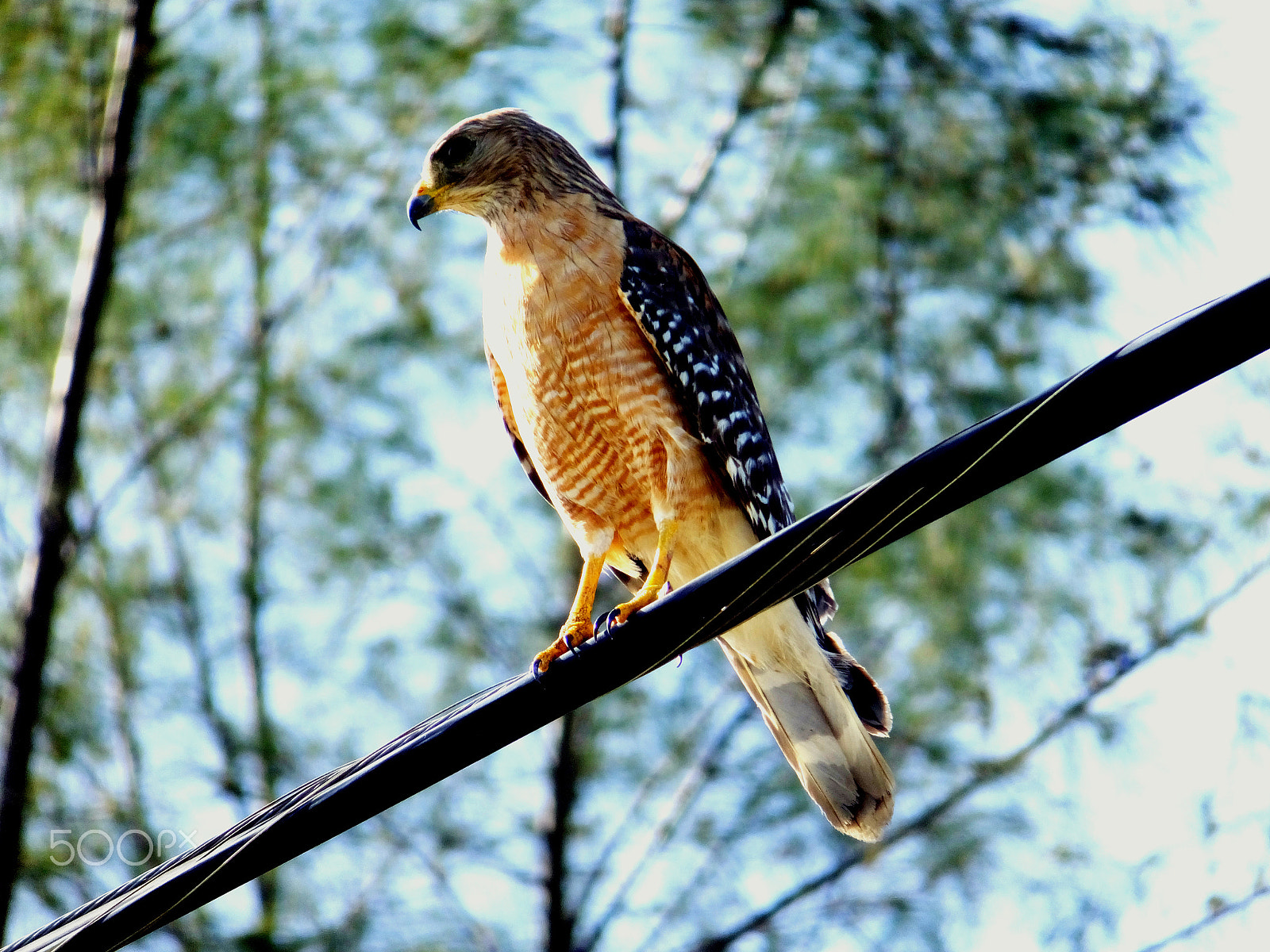 Fujifilm FinePix F850EXR sample photo. Shot-tailed hawk photography