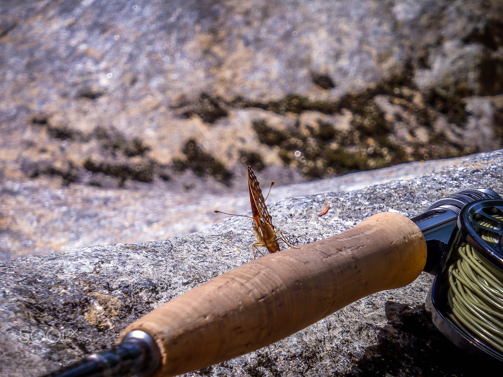Olympus StylusTough-8010 sample photo. Butterfly on fly rod, wild river, maine photography