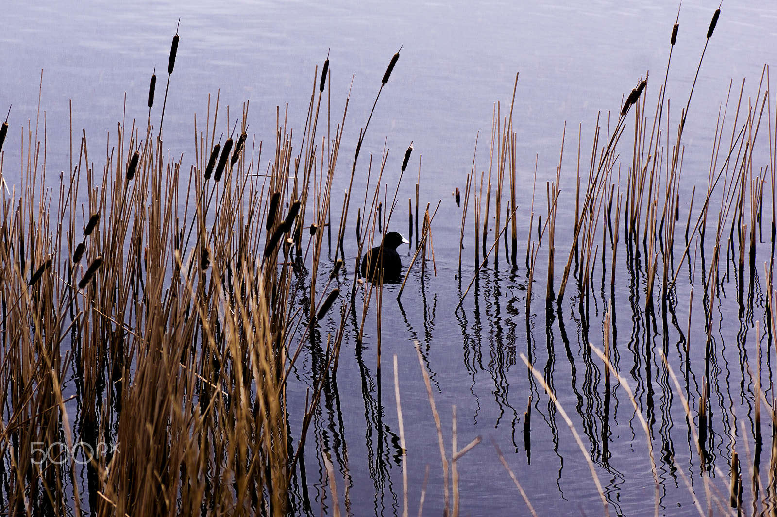 Sony Alpha DSLR-A550 + Tamron SP AF 90mm F2.8 Di Macro sample photo. Common coot between the cattail photography